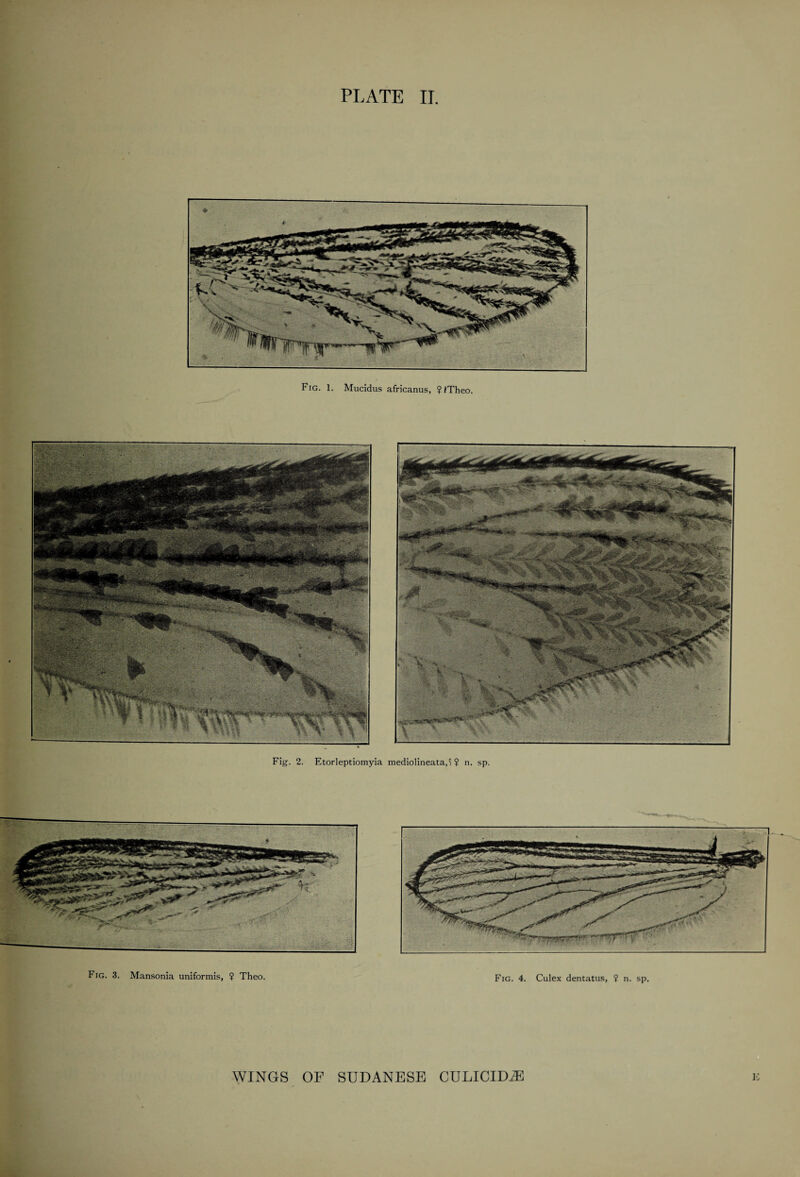 Fig. 1. Mucidus africanus, ? JTheo. Fig. 3. Mansonia uniformis, ? Theo. Fig. 4. Culex dentatus, ? n. sp.