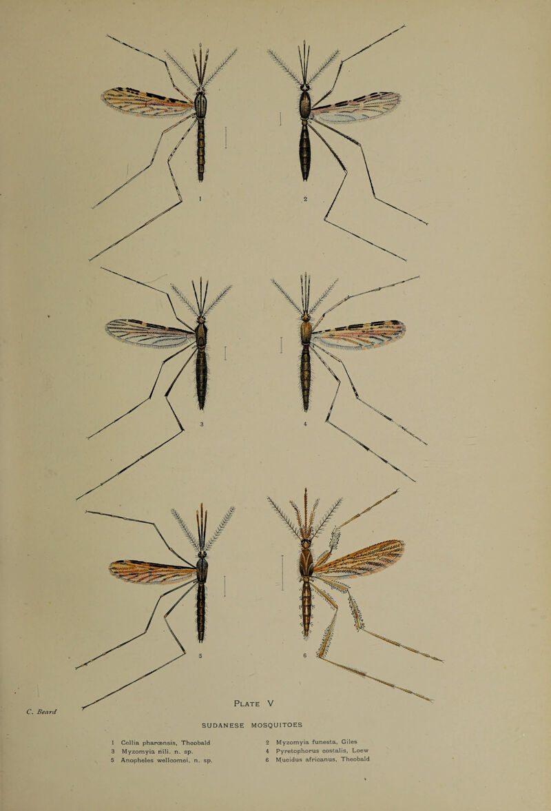 C. Beard SUDANESE MOSQUITOES 1 3 5 Cellia pharcensis, Theobald Myzomyia nili. n. sp. Anopheles welleomei, n. sp. 2 4 6 Myzomyia funesta, Giles Pyretophorus eostalis, Loew Mueidus afrieanus, Theobald