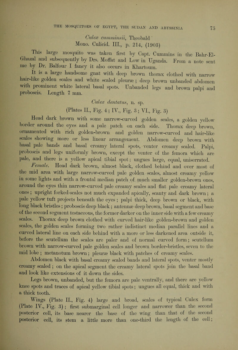 THE MOSQUITOES OE EGYPT, TIIE SUDAN AND ABYSSINIA Culex cumminsii, Theobald ' Mono. Culicid. III., p. 214, (1903) This large mosquito was taken hrst by Capt. Cummins in the Bahr-El- Ghazal and subsequently by Drs. Moffat and Low in Uganda. From a note sent me by Dr. Balfour I fancy it also occurs in Khartoum. It is a large handsome gnat with deep brown thorax clothed with narrow hair-like golden scales and white scaled pleura? ; deep brown unbanded abdomen with prominent white lateral basal spots. Unbanded legs and brown palpi and proboscis. Length 7 mm. Culex dentatus, n. sp. (Plates II., Fig. 4; IV., Fig. 3; VI., Fig. 3) Head dark brown with some narrow-curved golden scales, a golden yellow border around the eyes and a pale patch on each side. Thorax deep brown, ornamented with rich golden-brown and golden narrow-curved and hair-like scales showing more or less linear arrangement. Abdomen deep brown with basal pale bands and basal creamy lateral spots, venter creamy scaled. Palpi, proboscis and legs uniformly brown, except the venter of the femora which are pale, and there is a yellow apical tibial spot; ungues large, equal, uniserrated. Female. Head dark brown, almost black, clothed behind and over most of the mid area with large narrow-curved pale golden scales, almost creamy yellow in some lights and with a frontal median patch of. much smaller golden-brown ones, around the eyes thin narrow-curved pale creamy scales and flat pale creamy lateral ones ; upright forked-scales not much expanded apically, scanty and dark brown; a pale yellow tuft projects beneath the eyes ; palpi thick, deep brown or black, with long black bristles ; proboscis deep black ; antenna? deep brown, basal segment and base of the second segment testaceous, the former darker on the inner side with a few creamy scales. Thorax deep brown clothed with curved hair-like golden-brown and golden scales, the golden scales forming two rather indistinct median parallel lines and a curved lateral line on each side behind with a more or less darkened area outside it, before the scutellum the scales are paler and of normal curved form; scutellum brown with narrow-curved pale golden scales and brown border-bristles, seven to the mid lobe ; metanotum brown; pleurae black with patches of creamy scales. Abdomen black with basal creamy scaled bands and lateral spots, venter mostly creamy scaled ; on the apical segment the creamy lateral spots join the basal band and look like extensions of it down the sides. Legs brown, unbanded, but the femora are pale ventrally, and there are yellow knee spots and traces of apical yellow tibial spots; ungues all equal, thick and with a thick tooth. Wings (Plate II., Fig. 4) large and broad, scales of typical Culex form (Plate IV., Fig. 3) ; first submarginal cell longer and narrower than the second posterior cell, its base nearer the base of the wing than that of the second posterior cell, its stem a little more than one-third the length of the cell;