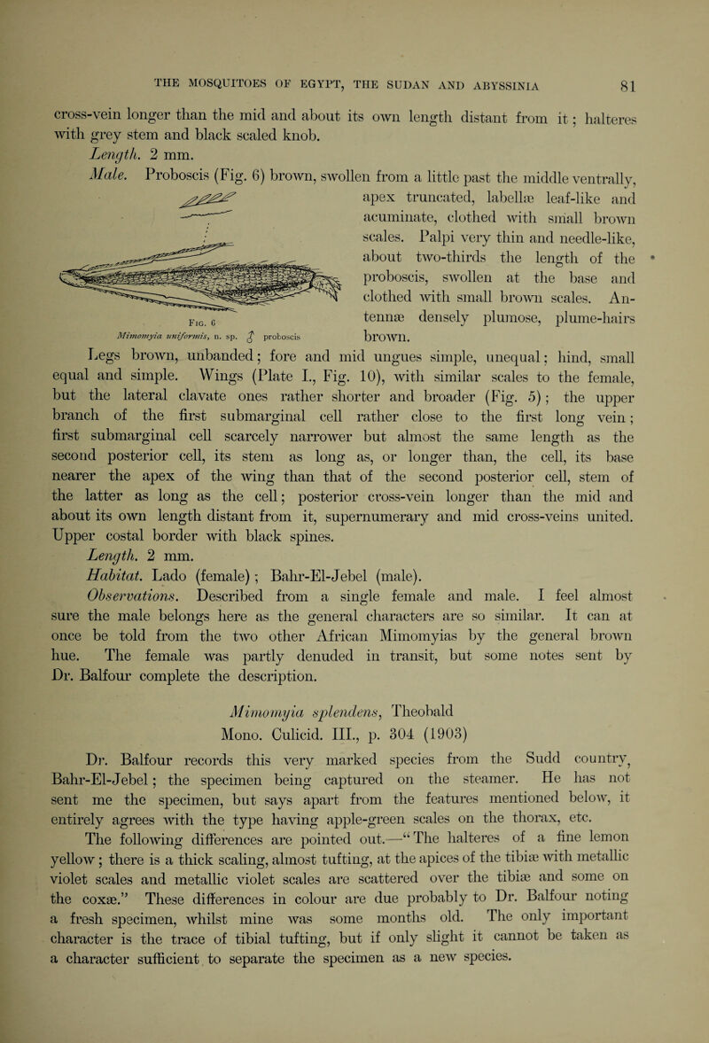 cross-vein longer than the mid and about its own length distant from it; halteres with grey stem and black scaled knob. Length. 2 mm. Male. Proboscis (Fig. 6) brown, swollen from a little past the middle ventrally, apex truncated, labellae leaf-like and acuminate, clothed with small brown scales. Palpi very thin and needle-like, about two-thirds the length of the proboscis, swollen at the base and clothed with small brown scales. An¬ tennae densely plumose, plume-hairs brown. Legs brown, unbanded; fore and mid ungues simple, unequal; hind, small equal and simple. Wings (Plate I., Fig. 10), with similar scales to the female, but the lateral clavate ones rather shorter and broader (Fig. 5); the upper branch of the first submarginal cell rather close to the first long vein; first submarginal cell scarcely narrower but almost the same length as the second posterior cell, its stem as long as, or longer than, the cell, its base nearer the apex of the wing than that of the second posterior cell, stem of the latter as long as the cell; posterior cross-vein longer than the mid and about its own length distant from it, supernumerary and mid cross-veins united. Upper costal border with black spines. Length. 2 mm. Habitat. Lado (female); Bahr-El-Jebel (male). Observations. Described from a single female and male. I feel almost sure the male belongs here as the general characters are so similar. It can at once be told from the two other African Mimomyias by the general brown hue. The female was partly denuded in transit, but some notes sent by Dr. Balfour complete the description. Mimomyia splendens, Theobald Mono. Culicid. III., p. 304 (1903) Dr. Balfour records this very marked species from the Sudd country? Bahr-El-Jebel; the specimen being captured on the steamer. He has not sent me the specimen, but says apart from the features mentioned below, it entirely agrees with the type having apple-green scales on the thorax, etc. The following differences are pointed out.—“ The halteres of a fine lemon yellow ; there is a thick scaling, almost tufting, at the apices of the tibiae with metallic violet scales and metallic violet scales are scattered over the tibiae and some on the coxae.” These differences in colour are due probably to Dr. Balfour noting a fresh specimen, whilst mine was some months old. The only important character is the trace of tibial tufting, but if only slight it cannot be taken as a character sufficient to separate the specimen as a new species.