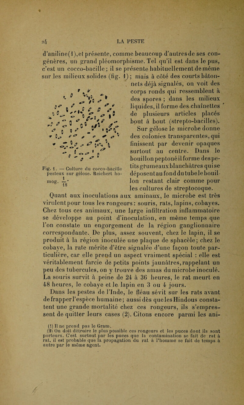 0 |0 * /O ^ l*'9% 0* *•’ 0 r 0^ ^ ^ * - ^ ^ <t ^ ^ * 9 0 0 * 0 o >* ^ ^ <* 0^ J *^V & 0^0* - & \ + & $i^4 ^1 5 o.^ * « o ~ A <? P <7 Fig. 1. —Culture du coeco-bacille pesteux sur gelose. Reichert ho- 1 mog. —* & 18 d’aniline(l),et presente, comme beaucoup d’autresde ses con- generes, un grand pleomorphisme. Tel qu’il est dans le pus, c’est un cocco-bacille; il se presente habituellement dememe sur les milieux solides (fig. d); mais a cote des courts baton- nets deja signales, on voit des corps ronds qui ressemblent a des spores ; dans les milieux liquides, il forme des chainettes de plusieurs articles places bout a bout (strepto-bacilles). Sur gelose le microbe donne des colonies transparentes, qui finissenl par devenir opaques surtout au centre. Dans le bouillon peptoneilforme despe- titsgrumeauxblancbatres quise deposent au fond dutubele bouil¬ lon restant clair comme pour les cultures de streptocoque. Quant aux inoculations aux aminaux, le microbe est tres virulent pour tous les rongeurs: souris, rats, lapins, cobayes. Chez tous ces animaux, line large infiltration inflammatoire se developpe au point d’inoculation, en memo temps que Ton constate un engorgement de la region ganglionnaire correspondante. De plus, assez souvent, chez le lapin, il se produit a la region inoculee une plaque de sphacele; chez le cobaye, la rate merite d'etre signalee d'une fagon toute par- ticuliere, car elle prend un aspect vraiment special : elle est veritablement farcie de petits points jaunatres,rappelant un peu des tubercules, on y trouve des amas du microbe inocule. La souris survit a peine de 24 a 36 heures, le rat meurt en 48 heures, le cobaye et le lapin en 3 ou 4 jours. Dans les pestes de Linde, le fleau sevit sur les rats avant defrapperfespece humaine; aussides quelesHindous consta- tent une grande mortalitc chez ces rongeurs, ils s’empres- sent de quitter leurs cases (2). Citons encore parmi les ani- (1) line prend pas le Gram. (2) On doit detruire le plus possible ces rongeurs et les puces dont ils sont porteurs. C’est surtout par les puces que la contamination se fait de rat a rat, il est probable que la propagation du rat a l’homme se fait de temps a autre par le meme agent.