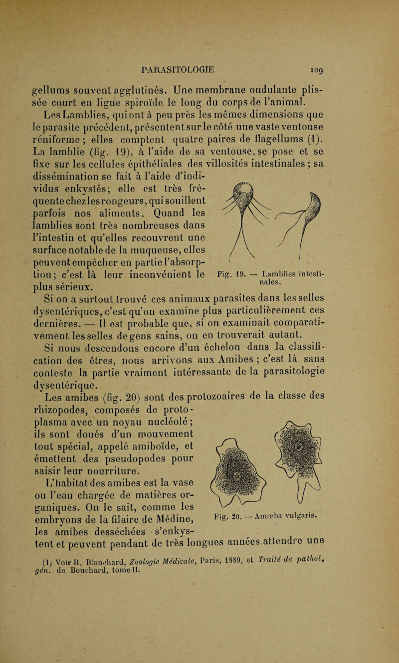 gellums souvent agglutines. Une membrane ondulante plis- see court en ligne spiroidc le long du corps de Tanimal. Les Lamblies, qui ont a peu pres les memes dimensions que leparasite precedent, presententsurle cote unevasteventouse reniforme ; elles comptent quatre paires de flagellums (1). La lamblie (fig. 19), a l’aide de sa ventouse, se pose et se fixe sur les cellules epitheliales des villosites intestinales; sa dissemination se fait a l’aide d’indi- vidus enkystes; elle est tres fre- quentechezlesrongeurs, qui souillent parfois nos aliments. Quand les lamblies sont tres nombreuses dans l’intestin et qu’elles recouvrent une surface notable de la muqueuse, elles peuvent empecher en partie l’absorp- tion; c'est la leur inconvenient le plus serieux. Si on a surtout trouve ces animaux parasites dans lesselles dysenteriques, c’est qu’011 examine plus particulierement ces dernieres. — II est probable que, si on examinait comparati- vement les selles degens sains, on en trouverait autant. Si nous descendons encore d’un echelon dans la classifi¬ cation des etres, nous arrivons aux Amibes ; c’est la sans conteste la partie vraimcnt interessante de la parasitologie dysenterique. Les amibes (fig. 20) sont des protozoaires de la classe des Fig. 19. — Lamblies intesti- noloc rhizopodes, composes de proto- plasma avec un noyau nucleole; ils sont doues d’un mouvement tout special, appele amiboide, et emettent des pseudopodes pour saisir leur nourriture. L’habitatdes amibes est la vase ou 1’eau chargee de matieres or- ganiques. On le sait, comme les embryons de la filaire de Medine, les amibes dessechees •s’enkys- tent et peuvent pendant de tres longues annees attendee une Amoeba vulgaris. (1; Voir R. Blanoliard, Zoologie Medicate, Paris, 1889, et Traite de pathol. gen. de Bouchard, tome II.