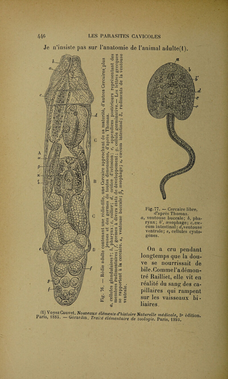 Je n’insiste pas sur l’anatomie de 1’animal adulte(l). S- c B G 50 ■ £X n ax jp Ph t j Vi O U 3 o Sh CD CJ CO o p cd -o p T3 p cd CO CO OJ) O <D co p p tr o CJ — O C Sm O a 60 ^ o co cd CO GJ -1 a> g.^^5 03 —-i f- iS m -x “j 3 3 , S o I 3 Oh -03 03 P > s- CO O P •* o -p OT £ 03 - oO . _ aj cd H 15 t£ CO ^ ®.oC.3S ~ !h £0-^ —I 5 C- C3 d cd o> P cd ax o 03 03 ' D P ■£ O P - & 2x3 23 - c 2 Oh p a,o G- OX C/3 C3 C_0 2 g .g G. 5b •s|« a“ o ^ 2 M © 2 u tf co; -as 03 P •— X3 P 2 O 03 - G3 M 03 a> o j-3 a, o CO 8 03 5xd C/3 03 Cd P • r- —1 P i o d ■2 |.£ « § CO <D 1 &1|' 03 03 03 -Cd O cd P 03 P o 03 03 —- 3 X3 CO 03 -03 oo a ° ” a p 03 > Oh O. ed 03 * P 6C 8 G- 03 Oh cd 03 Oh 03 03 •C . ~ ax *• £ C/3 .S cd ed .2 -P cd * § — 3 g /cd 'td •- h-> CP e P 03 o o p' •—• cd *3) CO CO <D A £ o o ° a Qh jp G, 3 cd Oi 0h -J p 03 o> OX > Fig.77. — Cercaire libre, d’apres Thomas. a, ventouse huccale; b, pha¬ rynx; bsesophage; c, cae¬ cum intestinal; d,ventouse ventrale; e, cellules cysto- genes. On a cru pendant Jongternps que la dou- ve se nourrissait de bile.Commel’ademon- tre Railliet, elle vit en realite du sang- des ca- pillaires qui rampent snr les vaisseaux bi- liaires. P Nouvecmx elements d'histoire Naturelle medicate, 3® edition Ians, 188a. GerarJin. Traite elementaire de zoologie. Paris, 1893.