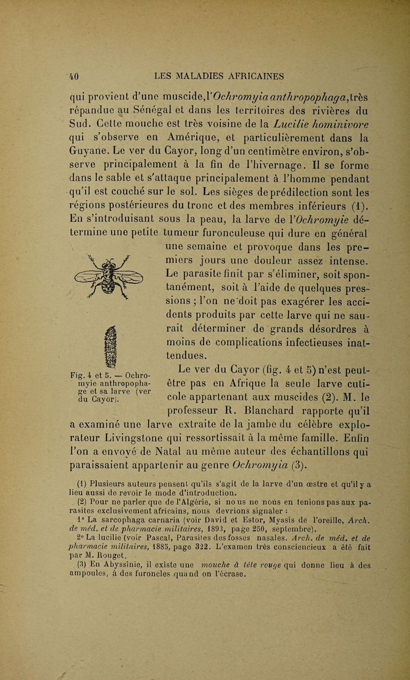 qai provient d’une muscide,l’Ochromyiaanthropophaga^vhs repandue au Senegal et dans les territoires des rivieres du Sud. Cette mouche est tres voisine de la Lucille hominwore qui s’observe en Amerique, et particulierement dans la Gayane. Le ver da Cayor, long d’un centimetre environ, s’ob¬ serve principalement a la fin de Fhivernage. II se forme dans Ie sable et s'attaque principalement a rhomme pendant qu’il est couche sur le sol. Les sieges de predilection sont les regions posterieures du tronc et des membres inferieurs (1). En s’introduisant sous la peau, la larve de YOchromyie de¬ termine une petite tumeur furonculeuse qui dure en general une semaine et provoque dans les pre¬ miers jours une douleur assez intense. Le parasite Unit par s’eliminer, soit spon- tanement, soit a Faide de quelques pres- sions ; l’on ne'doit pas exagerer les acci¬ dents produits par cette larve qui ne sail- rait determiner de grands desordres a moins de complications infectieuses inat- tendues. Le ver du Cayor (fig. 4 et 5) n’est peut- etre pas en Afrique la seule larve cuti- cole appartenant aux muscides (2). M. le professeur R. Blanchard rapporte qu’il a examine une larve extraite de la jambe du celebre explo- rateur Livingstone qui ressortissait a la meme famille. Enfin Fon a envove de Natal au meme auteur des echantillons qui paraissaient appartenir au genre Ochromyia (3). (1) Plusieurs auteurs pensenl qu’ils s’agit de la larve d’un oestre et qu’ily a lieu aussi de revoir le mode d’introduction. (2) Pour ne parler que de l’Algerie, si nous ne nous en tenionspas aux pa¬ rasites exclusivcment africains, nous devrions signaler : 1° La sarcophaga carnaria (voir David et Estor, Myasis de l’oreille, Arch, de med. et de pharmacie militaires, 189.1, page 250, septembre). 2° La lucilie (voir Pascal, Parasites des fosses nasales. Arch.de med. et de pharmacie militaires, 1885, page 322. L’examcn tres consciencieux a ete fait par M. Rouget. (3) En Abyssinie, il existe une mouche d tele rouge qui donne lieu a des ampoules, a des furoncles quand on l’ecrase. Fig. 4 et 5. — Ochro- myie anthropopha- ge et sa larve (ver du Cayor).