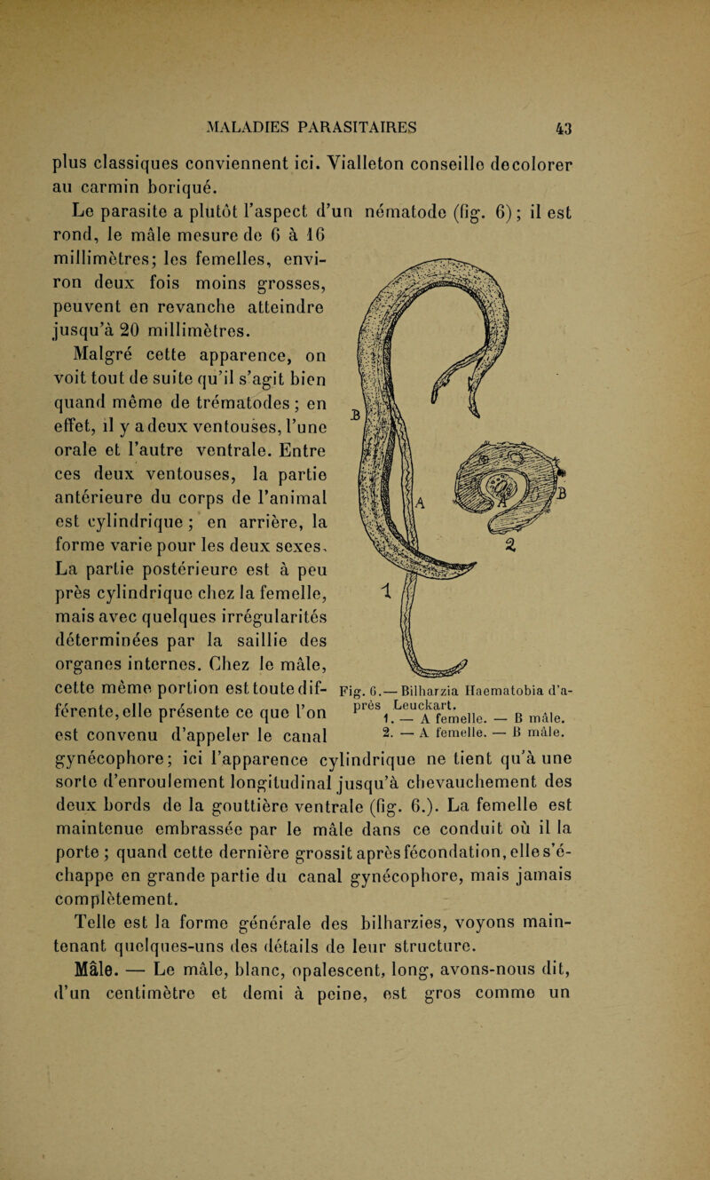 plus classiques conviennent ici. Yialleton conseille docolorer au carmin borique. Le parasite a plutot l’aspect d’un nematode (fig. 6); il est rond, le male mesure de 6 a 16 millimetres; les femelles, envi¬ ron deux fois moins grosses, peuvent en revanche atteindre jusqu’a 20 millimetres. Malgre cette apparence, on voit tout de suite qu’il s’agit bien quand meme de trematodes; en effet, il y a deux ventouses, Tune orale et l’autre ventrale. Entre ces deux ventouses, la partie anterieure du corps de Fanimal est cylindrique ; en arriere, la forme varie pour les deux sexes. La partie posterieure est a peu pres cylindrique chez la femelle, mais avec quelques irregularites determinees par la saillie des organes internes. Chez le male, Cette meme portion esttoutedif- Fig. 6.— Bilharzia Haematobia d’a- ferente,elle presente ce quo I’on P1^, Leuckaru^^^ _ g m?|e_ est convenu d’appeler le canal 2. — a femelle. — B male, gynecophore; ici l’apparence cylindrique ne tient qu'a une sorle d’enroulement longitudinal jusqu’a cbevauchement des deux bords de la gouttiere ventrale (fig. 6.). La femelle est maintenue embrassee par le male dans ce conduit ou il la porte; quand cette derniere grossit apresfecondation,elles’e- chappe en grande partie du canal gynecophore, mais jamais completement. Telle est la forme generale des bilharzies, voyons main- tenant quelques-uns des details de leur structure. Male. — Le male, blanc, opalescent, long, avons-nous dit, d’un centimetre et demi a peine, est gros commo un