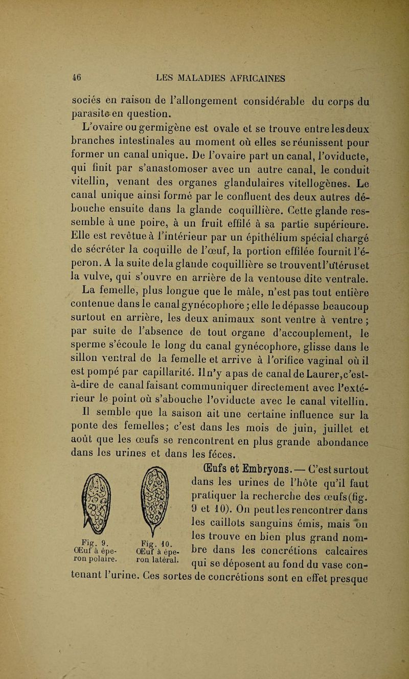 socies en raison de Fallongement considerable du corps du parasite en question. L’ovaire ou germigene est ovale et se trouve entrelesdeux branches intestinales au moment ou elles sereunissent pour lormer un canal unique. De Fovaire part un canal, Foviducte, qui Unit par s’anastomoser avec un autre canal, le conduit vitellin, venant des organes glandulaires vitellogenes. Le canal unique ainsi forme par le confluent des deux autres de- bouche ensuite dans la glande coquilliere. Cette glande res- seinble a une poire, a un fruit effile a sa partie superieure. Elle est revetuea Finterieur par un epithelium special charge de secreter la coquille de Fceuf, la portion effilee fournitl’e- peron. A la suite dela glande coquilliere se trouventFuteruset la vulve, qui s’ouvre en arriere de la ventouse dite ventrale. La femelle, plus longue que le male, n’estpas tout entiere contenue dans le canal gynecophore; elle le depasse beaucoup surtout en arriere, les deux animaux sont ventre a ventre ; par suite de 1 absence de tout organe d’accoupiement, le sperrne s ecoule le long du canal gynecophore, glisse dans le siHon ventral de la lemelle et arrive a Forifice vaginal ou il est pompe par capillarite. llrFy apas de canaldeLaurerjC^est- a-dire de canal faisant communiquer directement avec Fexte- rieur le point ou s’abouche Foviducte avec le canal vitellin. II semble que la saison ait une certaine influence sur la ponte des femelles; c?est dans les mois de juin, juillet et aout que les oeufs se rencontrent en plus grande abondance dans les urines et dans les feces. QEufs et Embryons.— C’est surtout dans les urines de Fhote qu’il faut pratiquer la recherche des oeufs (fig. 9 et 10). On peutles rencontrer dans les caillots sanguins emis, mais on les trouve en bien plus grand nom- bre dans les concretions calcaires qui se deposent au fond du vase con- tenant Furine. Ces sortes de concretions sont en eflet presque Fig. 9. OEuf a epe- ron polaire. Fig. 10. OEuf a epe- ron lateral. i