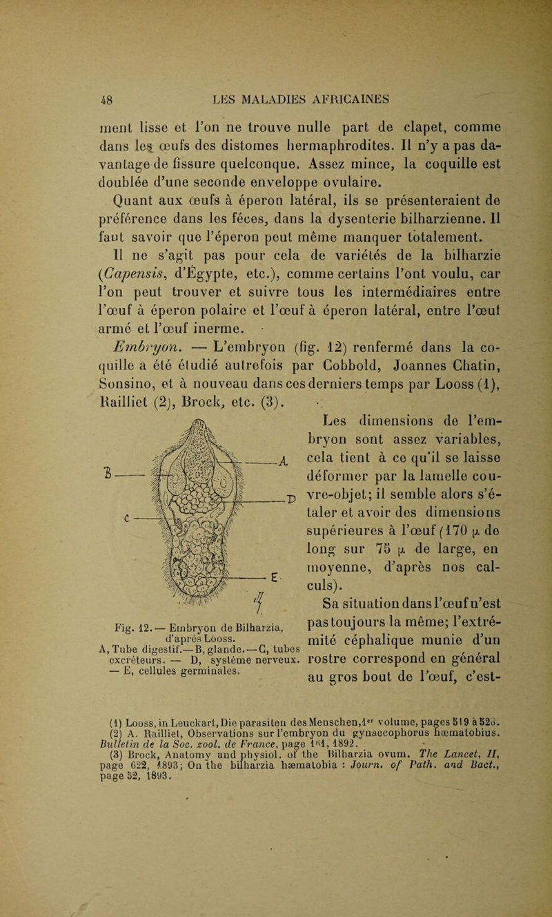 merit lisse et Ton ne trouve nulle part de clapet, corame dans les oeufs des distornes hermaphrodites. II n’y a pas da- vantage de fissure quelconque. Assez mince, la coquille est doublee d’une seconde enveloppe ovulaire. Quant aux oeufs a eperon lateral, ils se presenteraient de preference dans les feces, dans la dysenterie bilharzienne. II faut savoir que Peperon peut meme manquer totalement. II ne s’agit pas pour cela de varietes de la bilharzie (Gapensis, d’Egypte, etc.), comme certains Font voulu, car Eon peut trouver et suivre tous les intermediates entre Foeuf a eperon polaire et Foeuf a eperon lateral, entre l’oeut arme et l’oeuf inerme. Embryon. — L’embryon (fig. 12) renferme dans la co¬ quille a ete etudie autrefois par Cobbold, Joannes Ghatin, Sonsino, et a nouveau dans ces derniers temps par Looss (1), liailliet (2j, Brock, etc. (3). Fig. 12.— Embryon de Bilharzia, d’apres Looss. A, Tube digestif.—B,glande. —C, tubes excreteurs. — D, systeme nerveux. — E, cellules germiuales. Les dimensions de l’em- bryon sont assez variables, cela tient a ce qu’il se laisse deformer par la lamelle cou- vre-objet; il semble alors s’e- taler et avoir des dimensions superieures a l’oeuf (170 g de long sur 75 g de large, en moyenne, d'apres nos cal- culs). Sa situation dans Tceuf n'est pastoujours la meme; l’extre- mite cepbalique munie d’un rostre correspond en general au gros bout de Toeuf, c’est- (1) Looss, in Leuckart, Die parasiteii des Mensehen,lcr volume, pages 519 a 528. (2) A. Railliet, Observations sur l’embryon du gynaecopliorus hinmatobius. Bulletin de la Soc. zool. de France. page l'H, 1892. (3) Brock, Anatomy and physiol, of the Bilharzia ovum. The Lancet, II, page 622, 1893; On the bilharzia hsemalobia : Journ. of Path, and Pact., page 52, 1893.