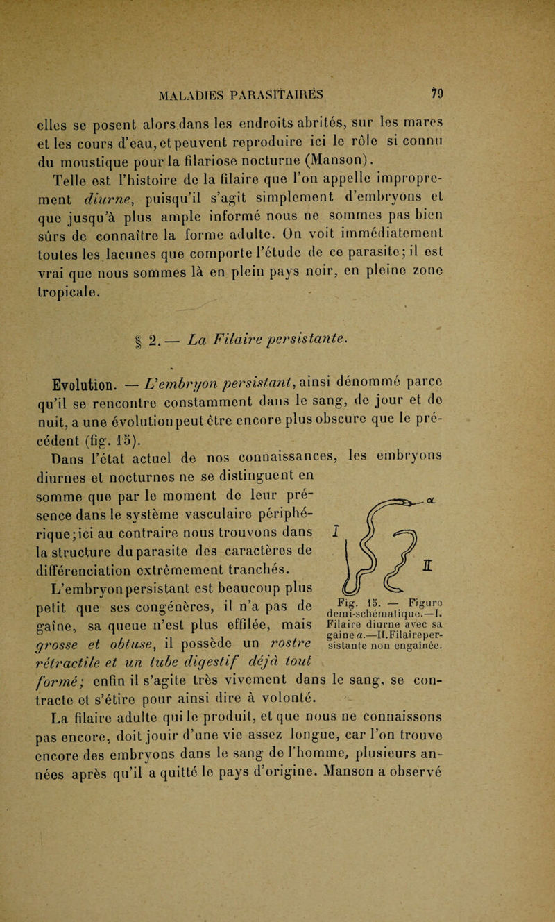 dies se posent alors dans les endroits abrites, sur les marcs et les cours d’eau,etpeuvcnt reproduire ici le role si connti du moustique pour la fiiariose nocturne (Manson). Telle est l’histoire de la filaire quo Ton appelle impropre- ment diurne, puisqu’il s’agit simplcmont d embryons et que jusqiTa plus ample informe nous ne sommes pas bien surs de connaitre la forme adulte. On voit immediatement toutes les lacunes que comporte Tetude de ce parasite; il est vrai que nous sommes la en plein pays noir, en pleine zone tropicale. ¥ | 2.— La Filaire persistante. Evolution. — Uembryon persistant, ainsi denomme parce qu’il se rencontre constamment dans le sang, de jour et de nuit, a une evolution peut etre encore plus obscure que le pre¬ cedent (fig. 15). Dans l’etat actuel de nos connaissances, les embryons diurnes et nocturnes ne se distinguent en somme que par le moment de leur pre¬ sence dans le systeme vasculaire periphe- rique;ici au contraire nous trouvons dans la structure du parasite des caracteres de differenciation oxtremement tranches. L’embryonpersistant est beaucoup plus petit que ses congeneres, il n’a pas de gaine, sa queue n’est plus effilee, mais grosse et obtuse, il possede un rostre retractile et un tube digestif dejd tout forme; enfin il s’agite tres vivement dans le sang, se con- tracte et s’etire pour ainsi dire a volonte. La filaire adulte quile produit, et que nous ne connaissons pas encore, doit jouir d’une vie assez longue, car Lon trouve encore des embryons dans le sang de 1’bomme, plusieurs an^ nees apres qu il a quitte le pays d’origine. Manson a observe Fig. 15. — Figure demi-schemalique.—I. Filaire diurne avec sa gaine a.—II.Filaireper- sistante non engainee.