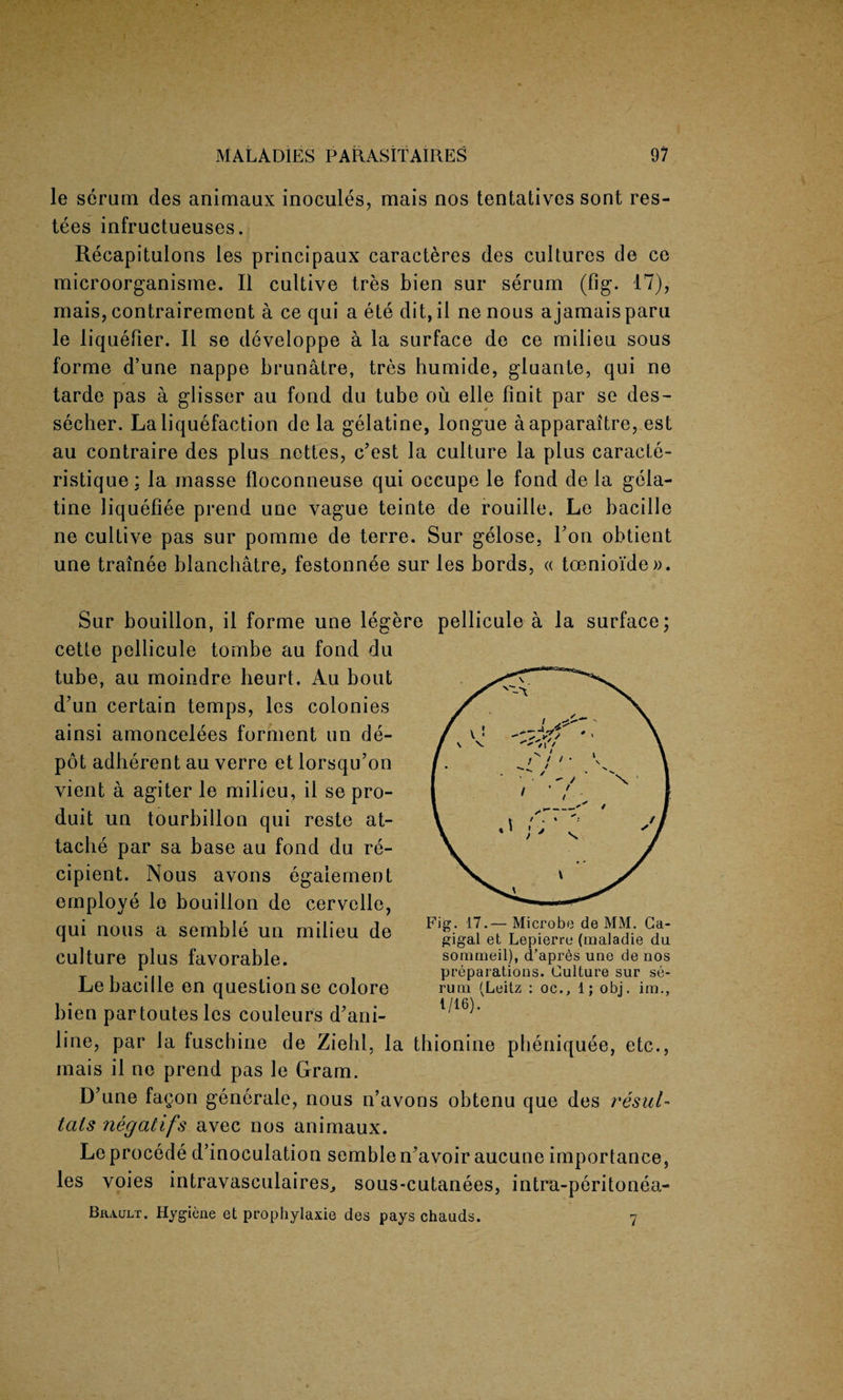 le serum des animaux inocules, mais nos tentatives sont res- tees infructueuses. Recapitulons les principaux caracteres des cultures de ce microorganisme. II cultive Ires bien sur serum (fig. 17), mais, contrairement a ce qui a ete dit, il ne nous a jamais paru le liquefier. II se developpe a la surface de ce milieu sous forme d’une nappe brunatre, tres humide, gluante, qui ne tarde pas a glisser au fond du tube ou elle Unit par se des- seeher. La liquefaction de la gelatine, longue aapparaitre, est au contraire des plus nettes, c’est la culture la plus caracte- ristique : la masse floconneuse qui occupe le fond de la gela¬ tine liquefiee prend une vague teinte de rouille, Le bacille ne cultive pas sur pomme de terre. Sur gelose, Ton obtient une trainee blanchatre, festonnee sur les bords, « toenio'ide ». Sur bouillon, il forme une legere pellicule a la surface; cette pellicule tombe au fond du tube, au moindre heurt. Au bout d’un certain temps, les colonies ainsi amoncelees forment un de¬ pot adherent au verre et lorsqu’on vient a agiter le milieu, il se pro- duit un tourbillon qui reste at¬ tache par sa base au fond du re¬ cipient. Nous avons egalement employe lo bouillon de cervelle, qui nous a semble un milieu de culture plus favorable. Le bacille en question se colore bien partoutesles couleurs d’ani- line, par la fuschine de Ziehl, la thionine pheniquee, etc., mais il ne prend pas le Gram. D’une fagon generale, nous n’avons obtenu que des resul- tals negatifs avec nos animaux. Leprocede d’inoculation semblen’avoir aucune importance, les voies intravasculaires., sous-cutanees, intra-peritonea- Brault. Hygiene et prophylaxie des pays chauds. Fig. 17.— Microbe de MM. Ca- gigal et Lepierre (raaladie du sommeil), d’apres une de nos preparations. Culture sur se¬ rum (Leitz : oc., 1; obj. im., 1/16). 7