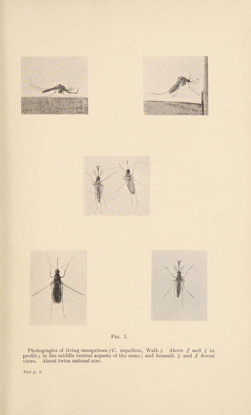 Fig. 1. Photographs of living mosquitoes (C. impellens, WalkJ. Above $ and 9 in profile ; in the middle ventral aspects of the same ; and beneath 9 and dorsal views. About twice natural size.