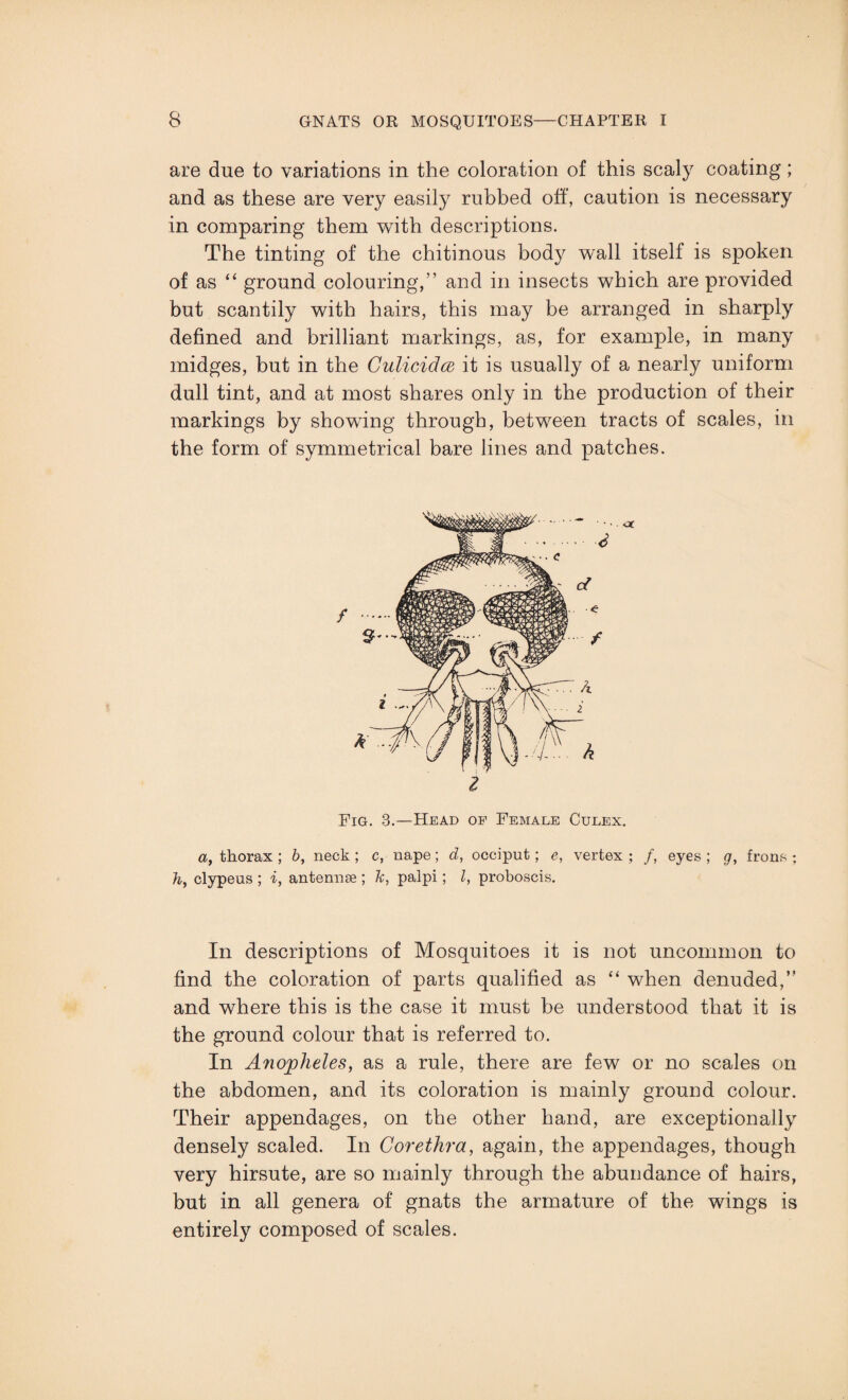 are due to variations in the coloration of this scaly coating; and as these are very easily rubbed off, caution is necessary in comparing them with descriptions. The tinting of the chitinous body wall itself is spoken of as “ ground colouring,” and in insects which are provided but scantily with hairs, this may be arranged in sharply defined and brilliant markings, as, for example, in many midges, but in the Culicidce it is usually of a nearly uniform dull tint, and at most shares only in the production of their markings by showing through, between tracts of scales, in the form of symmetrical bare lines and patches. Fig. 3.—Head of Female Culex. a, thorax ; b, neck ; c, nape; d, occiput; e, vertex ; /, eyes ; g, frons h, clypeus ; i, antennee ; k, palpi; l, proboscis. In descriptions of Mosquitoes it is not uncommon to find the coloration of parts qualified as “ when denuded,” and where this is the case it must be understood that it is the ground colour that is referred to. In Anopheles, as a rule, there are few or no scales on the abdomen, and its coloration is mainly ground colour. Their appendages, on the other hand, are exceptionally densely scaled. In Corethra, again, the appendages, though very hirsute, are so mainly through the abundance of hairs, but in all genera of gnats the armature of the wings is entirely composed of scales.