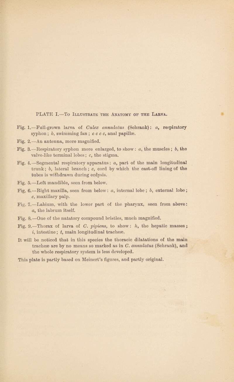 Fig. 1.—Full-grown larva of Culex cmnulatus (Schrank): a, respiratory syphon ; b, swimming fan ; c c c c, anal papillae. Fig. 2.—An antenna, more magnified. Fig. 3.—Respiratory syphon more enlarged, to show : a, the muscles ; b, the valve-like terminal lobes ; c, the stigma. Fig. 4.—Segmental respiratory apparatus: a, part of the main longitudinal trunk; b, lateral branch ; c, cord by which the cast-off lining of the tubes is withdrawn during ecdysis. Fig. 5.—Left mandible, seen from below. Fig. 6.—Right maxilla, seen from below: a, internal lobe ; b, external lobe ; c, maxillary palp. Fig. 7.—Labium, with the lower part of the pharynx, seen from above: a, the labrum itself. Fig. 8.—One of the natatory compound bristles, much magnified. Fig. 9.—Thorax of larva of C. pipiens, to show : h, the hepatic masses ; i, intestine ; t, main longitudinal trachese. It will be noticed that in this species the thoracic dilatations of the main tracheae are by no means so marked as in C. annulatus (Schrank), and the whole respiratory system is less developed. This plate is partly based on Meinert’s figures, and partly original.