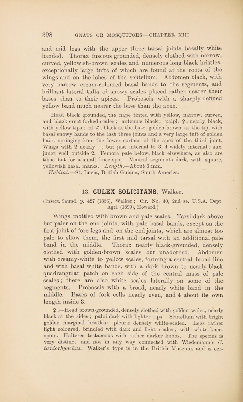 and mid legs with the upper three tarsal joints basally white banded. Thorax fuscous grounded, densely clothed with narrow, curved, yellowish-brown scales and numerous long black bristles, exceptionally large tufts of which are found at the roots of the wings and on the lobes of the scutellum. Abdomen black, with very narrow cream-coloured basal bands to the segments, and brilliant lateral tufts of snowy scales placed rather nearer their bases than to their apices. Proboscis with a sharply-defined yellow band much nearer the base than the apex. Head black grounded, the nape tinted with yellow, narrow, curved, and black erect forked scales ; antennae black ; palpi, J , nearly black, with yellow tips ; of $, black at the base, golden brown at the tip, with basal snowy bands to the last three joints and a very large tuft of golden hairs springing from the lower surface of the apex of the third joint. Wings with 2 nearly || , but just internal to 8, 4 widely internal; aux. junct. well outside 2. Femora pale below, black elsewhere, as also are tibiae but for a small knee-spot. Ventral segments dark, with square, yellowish basal marks. Length.—About 6 mm. Habitat.—St. Lucia, British Guiana, South America. 13. CULEX SOLXCITANS, Walker. (Insect. Saund. p. 427 (1856), Walker; Cir. No. 40, 2nd se. U.S.A. Dept. Agri. (1899), Howard.) Wings mottled with brown and pale scales. Tarsi dark above but paler on the end joints, with pale basal bands, except on the first joint of fore legs and on the end joints, which are almost too pale to show them, the first mid tarsal with an additional pale band in the middle. Thorax nearly black-grounded, densely clothed with golden-brown scales but unadorned. Abdomen with creamy-white to yellow scales, forming a central broad line and wdth basal white bands, with a dark brown to nearly black quadrangular patch on each side of the central mass of pale scales; there are also white scales laterally on some of the segments. Proboscis with a broad, nearly white band in the middle. Bases of fork cells nearly even, and 4 about its own length inside 3. 2 •—Head brown-grounded, densely clothed with golden scales, nearly black at the sides ; palpi dark with lighter tips. Scutellum with bright golden marginal bristles; pleurae densely white-scaled. Legs rather light coloured, brindled with dark and light scales ; with white knee- spots. Halteres testaceous with rather darker knobs. The species is very distinct and not in any way connected with Wiedemann’s C. tceniorliynclius. Walker’s type is in the British Museum, and is cer-