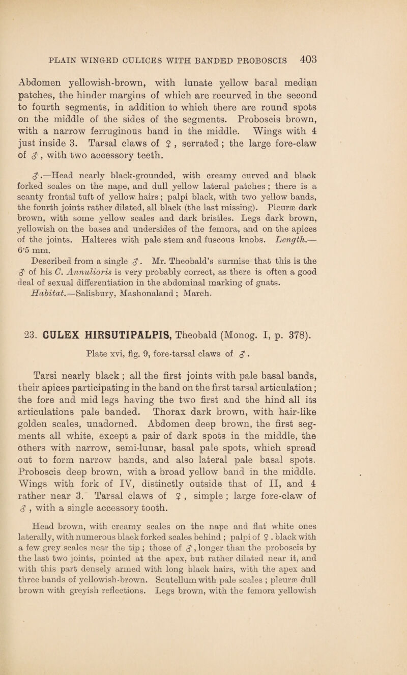 Abdomen yellowish-brown, with lunate yellow basal median patches, the hinder margins of which are recurved in the second to fourth segments, in addition to which there are round spots on the middle of the sides of the segments. Proboscis brown, with a narrow ferruginous band in the middle. Wings with 4 just inside 3. Tarsal claws of £ , serrated ; the large fore-claw of $ , with two accessory teeth. <y.—Head nearly black-grounded, with creamy curved and black forked scales on the nape, and dull yellow lateral patches ; there is a scanty frontal tuft of yellow hairs; palpi black, with two yellow bands, the fourth joints rather dilated, all black (the last missing). Pleurae dark brown, with some yellow scales and dark bristles. Legs dark brown, yellowish on the bases and undersides of the femora, and on the apices of the joints. Halteres with pale stem and fuscous knobs. Length.— 6‘5 mm. Described from a single £. Mr. Theobald’s surmise that this is the $• of his C. Annulioris is very probably correct, as there is often a good deal of sexual differentiation in the abdominal marking of gnats. Habitat.—Salisbury, Mashonaland ; March. 23. CULEX HIRSUTIPALPIS, Theobald (Monog. I, p. 378). Plate xvi, fig. 9, fore-tarsal claws of $•. Tarsi nearly black ; all the first joints with pale basal bands, their apices participating in the band on the first tarsal articulation; the fore and mid legs having the two first and the hind all its articulations pale banded. Thorax dark brown, with hair-like golden scales, unadorned. Abdomen deep brown, the first seg¬ ments all white, except a pair of dark spots in the middle, the others with narrow, semi-lunar, basal pale spots, which spread out to form narrow bands, and also lateral pale basal spots. Proboscis deep brown, with a broad yellow band in the middle. Wings with fork of IV, distinctly outside that of II, and 4 rather near 3. Tarsal claws of £ , simple ; large fore-claw of $ , with a single accessory tooth. Head brown, with creamy scales on the nape and flat white ones laterally, with numerous black forked scales behind ; palpi of £ . black with a few grey scales near the tip ; those of $-, longer than the proboscis by the last two joints, pointed at the apex, but rather dilated near it, and with this part densely armed with long black hairs, with the apex and three bands of yellowish-brown. Scutellum with pale scales ; pleurae dull brown with greyish reflections. Legs brown, with the femora yellowish