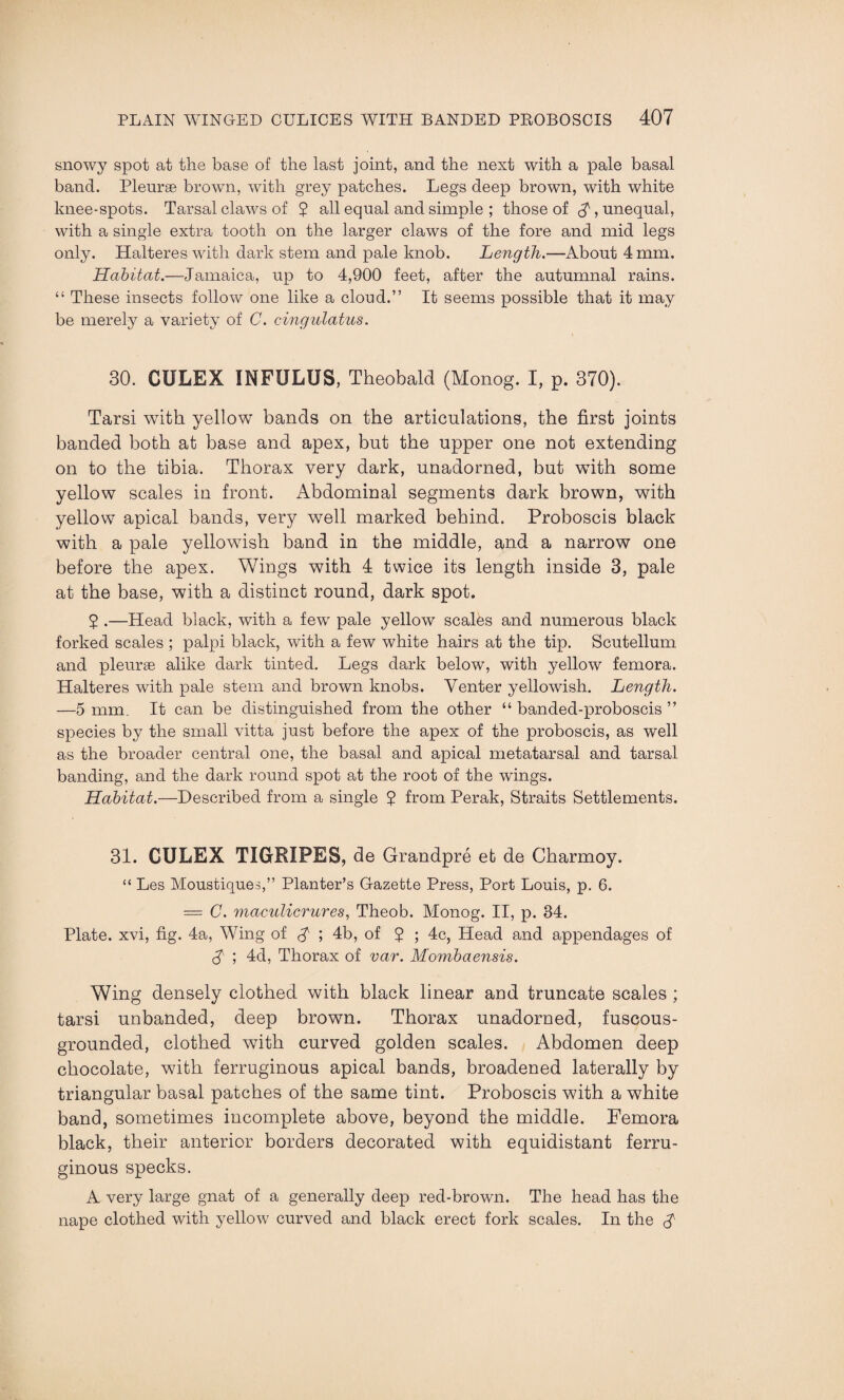 snowy spot at the base of the last joint, and the next with a pale basal band. Pleurae brown, with grey patches. Legs deep brown, with white knee-spots. Tarsal claws of 2 all equal and simple ; those of $, unequal, with a single extra tooth on the larger claws of the fore and mid legs only. Halteres with dark stem and pale knob. Length.—About 4 mm. Habitat.—Jamaica, up to 4,900 feet, after the autumnal rains. “ These insects follow one like a cloud.” It seems possible that it may be merely a variety of C. cingulatus. 30. CULEX INFULUS, Theobald (Monog. I, p. 370). Tarsi with yellow bands on the articulations, the first joints banded both at base and apex, but the upper one not extending on to the tibia. Thorax very dark, unadorned, but with some yellow scales in front. Abdominal segments dark brown, with yellow apical bands, very well marked behind. Proboscis black with a pale yellowish band in the middle, and a narrow one before the apex. Wings with 4 twice its length inside 3, pale at the base, with a distinct round, dark spot. 2 .—Head black, with a few pale yellow scales and numerous black forked scales ; palpi black, with a few white hairs at the tip. Scutellum and pleurae alike dark tinted. Legs dark below, with yellow femora. Halteres with pale stem and brown knobs. Venter yellowish. Length. —5 mm. It can be distinguished from the other “ banded-proboscis ” species by the small vitta just before the apex of the proboscis, as well as the broader central one, the basal and apical metatarsal and tarsal banding, and the dark round spot at the root of the wings. Habitat.—Described from a single 2 from Perak, Straits Settlements. 31. CULEX TIGRIPES, de Grandpre et de Charmoy. “ Les Moustiques,” Planter’s Gazette Press, Port Louis, p. 6. = C. maculicrures, Theob. Monog. II, p. 34. Plate, xvi, fig. 4a, Wing of $ ; 4b, of 2 ; 4c, Head and appendages of A ; 4d, Thorax of var. Mombaensis. Wing densely clothed with black linear and truncate scales ; tarsi unbanded, deep brown. Thorax unadorned, fuscous- grounded, clothed with curved golden scales. Abdomen deep chocolate, with ferruginous apical bands, broadened laterally by triangular basal patches of the same tint. Proboscis with a white band, sometimes incomplete above, beyond the middle. Femora black, their anterior borders decorated with equidistant ferru¬ ginous specks. A very large gnat of a generally deep red-brown. The head has the nape clothed with yellow curved and black erect fork scales. In the A