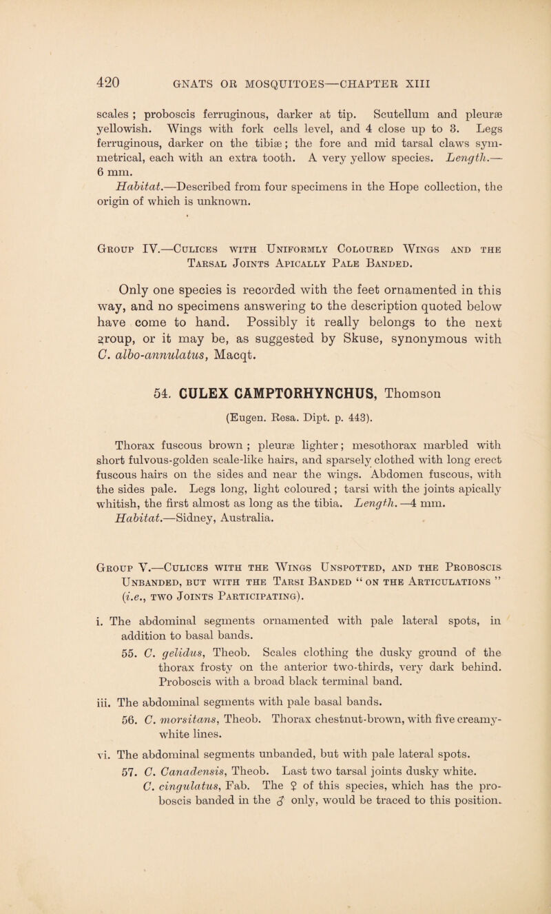 scales ; proboscis ferruginous, darker at tip. Scutellum and pleurae yellowish. Wings with fork cells level, and 4 close up to 3. Legs ferruginous, darker on the tibiae; the fore and mid tarsal claws sym¬ metrical, each with an extra tooth. A very yellow species. Length.— 6 mm. Habitat.—Described from four specimens in the Hope collection, the origin of which is unknown. Group IV.—Culices with Uniformly Coloured Wings and the Tarsal Joints Apically Pale Banded. Only one species is recorded with the feet ornamented in this way, and no specimens answering to the description quoted below have come to hand. Possibly it really belongs to the next group, or it may be, as suggested by Skuse, synonymous with C. albo-annulatus, Macqt. 54. CULEX CAMPTORHYNCHUS, Thomson (Eugen. Resa. Dipt. p. 443). Thorax fuscous brown ; pleurae lighter; mesothorax marbled with short fulvous-golden scale-like hairs, and sparsely clothed with long erect fuscous hairs on the sides and near the wings. Abdomen fuscous, with the sides pale. Legs long, light coloured ; tarsi with the joints apically whitish, the first almost as long as the tibia. Length. —4 mm. Habitat.—Sidney, Australia. Group V.—Culices with the Wings Unspotted, and the Proboscis Unbanded, but with the Tarsi Banded “ on the Articulations ” (i.e., two Joints Participating). i. The abdominal segments ornamented with pale lateral spots, in addition to basal bands. 55. C. gelidus, Theob. Scales clothing the dusky ground of the thorax frosty on the anterior two-thirds, very dark behind. Proboscis with a broad black terminal band. iii. The abdominal segments with pale basal bands. 56. C. morsitans, Theob. Thorax chestnut-brown, with five creamy- white lines. vi. The abdominal segments unbanded, but with pale lateral spots. 57. C. Canadensis, Theob. Last two tarsal joints dusky white. C. cingulatus, Fab. The $ of this species, which has the pro¬ boscis banded in the $ only, would be traced to this position.