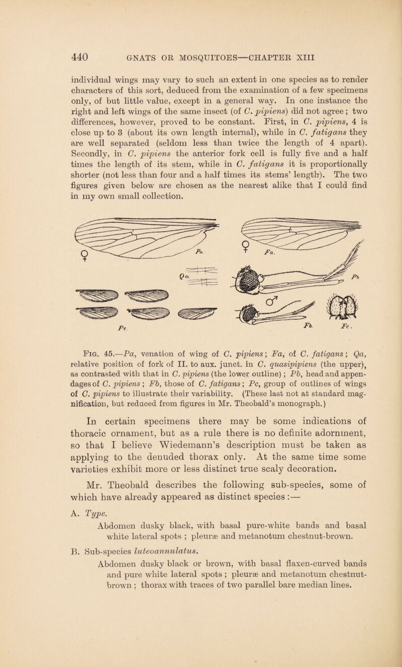 individual wings may vary to such an extent in one species as to render characters of this sort, deduced from the examination of a few specimens only, of but little value, except in a general way. In one instance the right and left wings of the same insect (of C. pipiens) did not agree ; two differences, however, proved to be constant. First, in C. pipiens, 4 is close up to 3 (about its own length internal), while in C. fatigans they are well separated (seldom less than twice the length of 4 apart). Secondly, in C. pipiens the anterior fork cell is fully five and a half times the length of its stem, while in G. fatigans it is proportionally shorter (not less than four and a half times its stems’ length). The two figures given below are chosen as the nearest alike that I could find in my own small collection. Fig. 45.—Pa, venation of wing of C. pipiens; Fa, of C. fatigans ; Qa, relative position of fork of II. to aux. junct. in C. guasipipiens (the upper), as contrasted with that in C. pipiens (the lower outline) ; Pb, head and appen¬ dages of C. pipiens ; Fb, those of C. fatigans’, Pc, group of outlines of wings of C. pipiens to illustrate their variability. (These last not at standard mag¬ nification, but reduced from figures in Mr. Theobald’s monograph.) In certain specimens there may be some indications of thoracic ornament, but as a rule there is no definite adornment, so that I believe Wiedemann’s description must be taken as applying to the denuded thorax only. At the same time some varieties exhibit more or less distinct true scaly decoration. Mr. Theobald describes the following sub-species, some of which have already appeared as distinct species :— A. Type. Abdomen dusky black, with basal pure-white bands and basal white lateral spots ; pleurse and metanotum chestnut-brown. B. Sub-species luteoannulatus. Abdomen dusky black or brown, with basal flaxen-curved bands and pure white lateral spots ; pleurse and metanotum chestnut- brown ; thorax with traces of two parallel bare median lines.