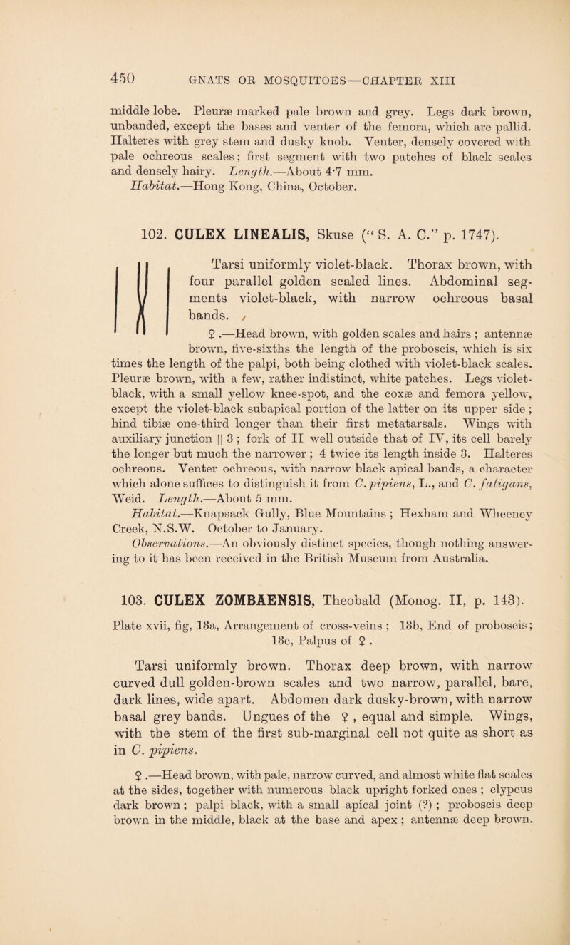 middle lobe. Pleurae marked pale brown and grey. Legs dark brown, unbanded, except the bases and venter of the femora, which are pallid. Halteres with grey stem and dusky knob. Venter, densely covered w'ith pale ochreous scales; first segment with two patches of black scales and densely hairy. Length.—About 4‘7 mm. Habitat.—Hong Kong, China, October. 102. CULEX LINEALIS, Skuse (“ S. A. C.” p. 1747). Tarsi uniformly violet-black. Thorax brown, with four parallel golden scaled lines. Abdominal seg¬ ments violet-black, with narrow ochreous basal bands. / 2 .—Head brown, with golden scales and hairs ; antennae brown, five-sixths the length of the proboscis, which is six times the length of the palpi, both being clothed with violet-black scales. Pleurae brown, with a few, rather indistinct, white patches. Legs violet- black, with a small yellow knee-spot, and the coxae and femora yellow, except the violet-black subapical portion of the latter on its upper side ; hind tibiae one-third longer than their first metatarsals. Wings with auxiliary junction || 3 ; fork of II well outside that of IV, its cell barely the longer but much the narrower ; 4 twice its length inside 3. Halteres ochreous. Venter ochreous, with narrow black apical bands, a character which alone suffices to distinguish it from C.pipiens, L., and C. fatigans, Weid. Length.—About 5 mm. Habitat.—Knapsack Gully, Blue Mountains ; Hexham and Wheeney Creek, N.S.W. October to January. Observations.—An obviously distinct species, though nothing answer¬ ing to it has been received in the British Museum from Australia. 103. CULEX ZOMBAENSIS, Theobald (Monog. II, p. 143). Plate xvii, fig, 13a, Arrangement of cross-veins ; 13b, End of proboscis; 13c, Palpus of 5 . Tarsi uniformly brown. Thorax deep brown, wdth narrow curved dull golden-brown scales and two narrow7, parallel, bare, dark lines, wide apart. Abdomen dark dusky-brown, wdth narrow basal grey bands. Ungues of the ? , equal and simple. Wings, with the stem of the first sub-marginal cell not quite as short as in C. pipiens. ? .—Head brown, with pale, narrow curved, and almost white flat scales at the sides, together with numerous black upright forked ones ; clypeus dark brown ; palpi black, with a small apical joint (?) ; proboscis deep brown in the middle, black at the base and apex ; antennae deep brown.