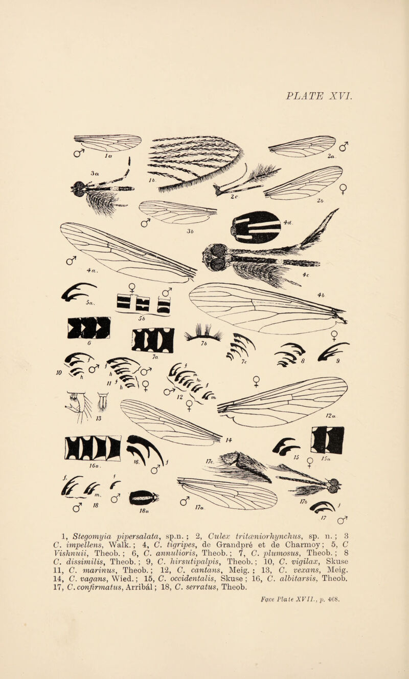 /7 cf 1, Stegomyia pipersalata, sp.n. ; 2, Culex tritceniorhynchus, sp. n. ; 3 C. impellens, Walk.; 4, C. tigripes, de Grandpre et de Ckarmoy; 5, C Vishnuii, Theob. ; 6, C. annulioris, Tkeob.; 7, C. plumosus, Tbeob. ; 8 C. dissimilis, Theob. ; 9, C. hirsutipalpis, Theob.; 10, C. vigilax, Skuse 11, C. marinus, Tbeob.; 12, C. ccintcins, Meig. ; 13, C. vexans, Meig. 14, C. vagans, Wied.; 15, C. occidentalis, Skuse ; 16, C. albitarsis, Theob. 17, C. confirmatus, Arrib&l; 18, C. serratus, Theob.