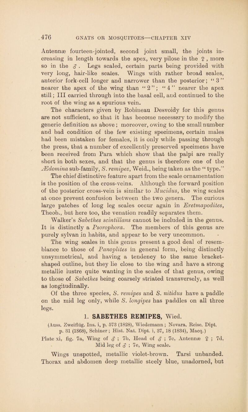 Antennae fourteen-jointed, second joint small, the joints in¬ creasing in length towards the apex, very pilose in the 5 , more so in the $ . Legs scaled, certain parts being provided with very long, hair-like scales. Wings with rather broad scales, anterior fork-cell longer and narrower than the posterior; “3” nearer the apex of the wing than “2”; “4” nearer the apex still; III carried through into the basal cell, and continued to the root of the wing as a spurious vein. The characters given by Robineau Desvoidy for this genus are not sufficient, so that it has become necessary to modify the generic definition as above ; moreover, owing to the small number and bad condition of the few existing specimens, certain males had been mistaken for females, it is only while passing through the press, that a number of excellently preserved specimens have been received from Para which show that the palpi are really short in both sexes, and that the genus is therefore one of the JEdomina sub-family, S. remises, Weid., being taken as the “ type.” The chief distinctive feature apart from the scale ornamentation is the position of the cross-veins. Although the forward position of the posterior cross-vein is similar to Mucidus, the wing scales at once prevent confusion between the two genera. The curious large patches of long leg scales occur again in Eretmapodites, Theob., but here too, the venation readily separates them. Walker’s Sabethes scintillans cannot be included in the genus. It is distinctly a Psorophora. The members of this genus are purely sylvan in habits, and appear to be very uncommon. The wing scales in this genus present a good deal of resem¬ blance to those of Panoplites in general form, being distinctly unsymmetrical, and having a tendency to the same bracket¬ shaped outline, but they lie close to the wing and have a strong metallic lustre quite wanting in the scales of that genus, owing to those of Sabethes being coarsely striated transversely, as well as longitudinally. Of the three species, S. remipes and S. nitidus have a paddle on the mid leg only, while S. longipes has paddles on all three legs. 1. SABETHES REMIPES, Wied. (Auss. Zweifliig. Ins. i, p. 573 (1828), Wiedemann; Novara. Reise. Dipt, p. 31 (1868), Schiner ; Hist. Nat. Dipt, i, 37, 18 (1834), Macq.) Plate xi, fig. 7a, Wing of £ ; 7b, Head of ; 7c, Antennae 5 ; 7d, Mid leg of S' 5 7e, Wing scale. Wings unspotted, metallic violet-brown. Tarsi unbanded. Thorax and abdomen deep metallic steely blue, unadorned, but