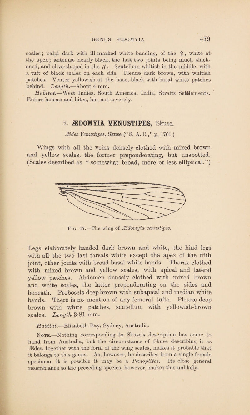 scales ; palpi dark with ill-marked white banding, of the ? , white at the apex; antennae nearly black, the last two joints being much thick¬ ened, and olive-shaped in the £ . Scutellmn whitish in the middle, with a tuft of black scales on each side. Pleurae dark brown, with whitish patches. Venter yellowish at the base, black with basal white patches behind. Length.—About 4 mm. Habitat.—West Indies, South America, India, Straits Settlements. Enters houses and bites, but not severely. 2. iEDOMYIA YENUSTIPES, Skuse. Hides Venustipes, Skuse (“ S. A. C.,” p. 1761.) Wings with all the veins densely clothed with mixed brown and yellow scales, the former preponderating, but unspotted. (Scales described as “ somewhat broad, more or less elliptical.”) Fig. 47.—The wing of Hdomyia venustipes. Legs elaborately banded dark brown and white, the hind legs with all the two last tarsals white except the apex of the fifth joint, other joints with broad basal white bands. Thorax clothed with mixed brown and yellow scales, with apical and lateral yellow patches. Abdomen densely clothed with mixed brown and white scales, the latter preponderating on the sides and beneath. Proboscis deep brown with subapical and median white bands. There is no mention of any femoral tufts. Pleurae deep brown with white patches, scutellum with yellowish-brown scales. Length 3-81 mm. Habitat.—Elizabeth Bay, Sydney, Australia. Note.—Nothing corresponding to Skuse’s description has come to hand from Australia, but the circumstance of Skuse describing it as ACdes, together with the form of the wing scales, makes it probable that it belongs to this genus. As, however, he describes from a single female specimen, it is possible it may be a Panoplites. Its close general resemblance to the preceding species, however, makes this unlikely.