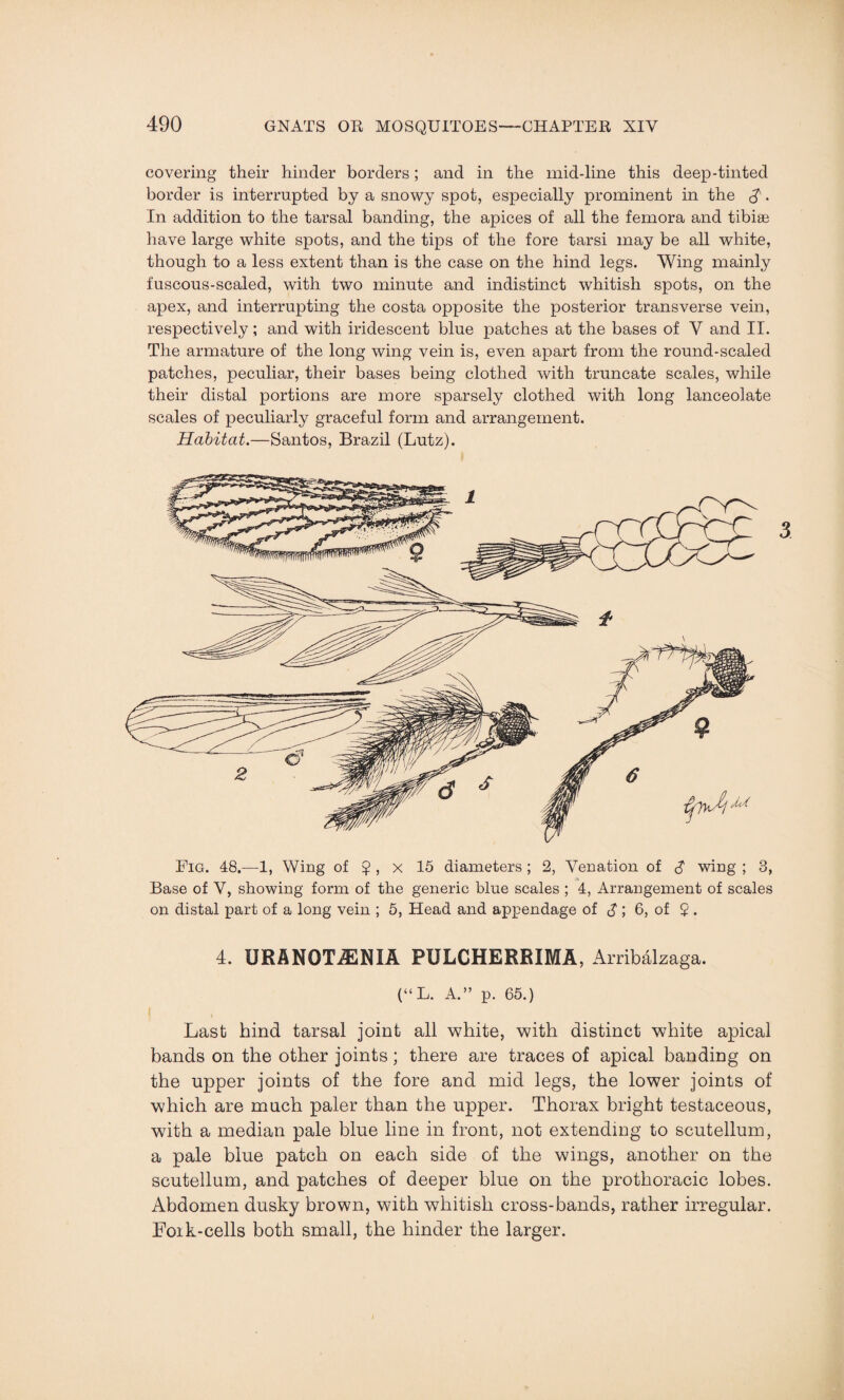 covering their hinder borders; and in the mid-line this deep-tinted border is interrupted by a snowy spot, especially prominent in the S'. In addition to the tarsal banding, the apices of all the femora and tibise have large white spots, and the tips of the fore tarsi may be all white, though to a less extent than is the case on the hind legs. Wing mainly fuscous-scaled, with two minute and indistinct whitish spots, on the apex, and interrupting the costa opposite the posterior transverse vein, respectively; and with iridescent blue patches at the bases of V and II. The armature of the long wing vein is, even apart from the round-scaled patches, peculiar, their bases being clothed with truncate scales, while their distal portions are more sparsely clothed with long lanceolate scales of peculiarly graceful form and arrangement. Habitat.—Santos, Brazil (Lutz). Fig. 48.—1, Wing of $ , x 15 diameters ; 2, Venation of S wing ; 3, Base of V, showing form of the generic blue scales ; 4, Arrangement of scales on distal part of a long vein ; 5, Head and appendage of S’, 6, of £. 4. XJRANOTiENIA PULCHERRIMA, Arribalzaga. (“ L. A.” p. 65.) Last hind tarsal joint all white, with distinct white apical bands on the other joints; there are traces of apical banding on the upper joints of the fore and mid legs, the lower joints of which are much paler than the upper. Thorax bright testaceous, with a median pale blue line in front, not extending to scutellum, a pale blue patch on each side of the wings, another on the scutellum, and patches of deeper blue on the prothoracic lobes. Abdomen dusky brown, with whitish cross-bands, rather irregular. Foik-cells both small, the hinder the larger.