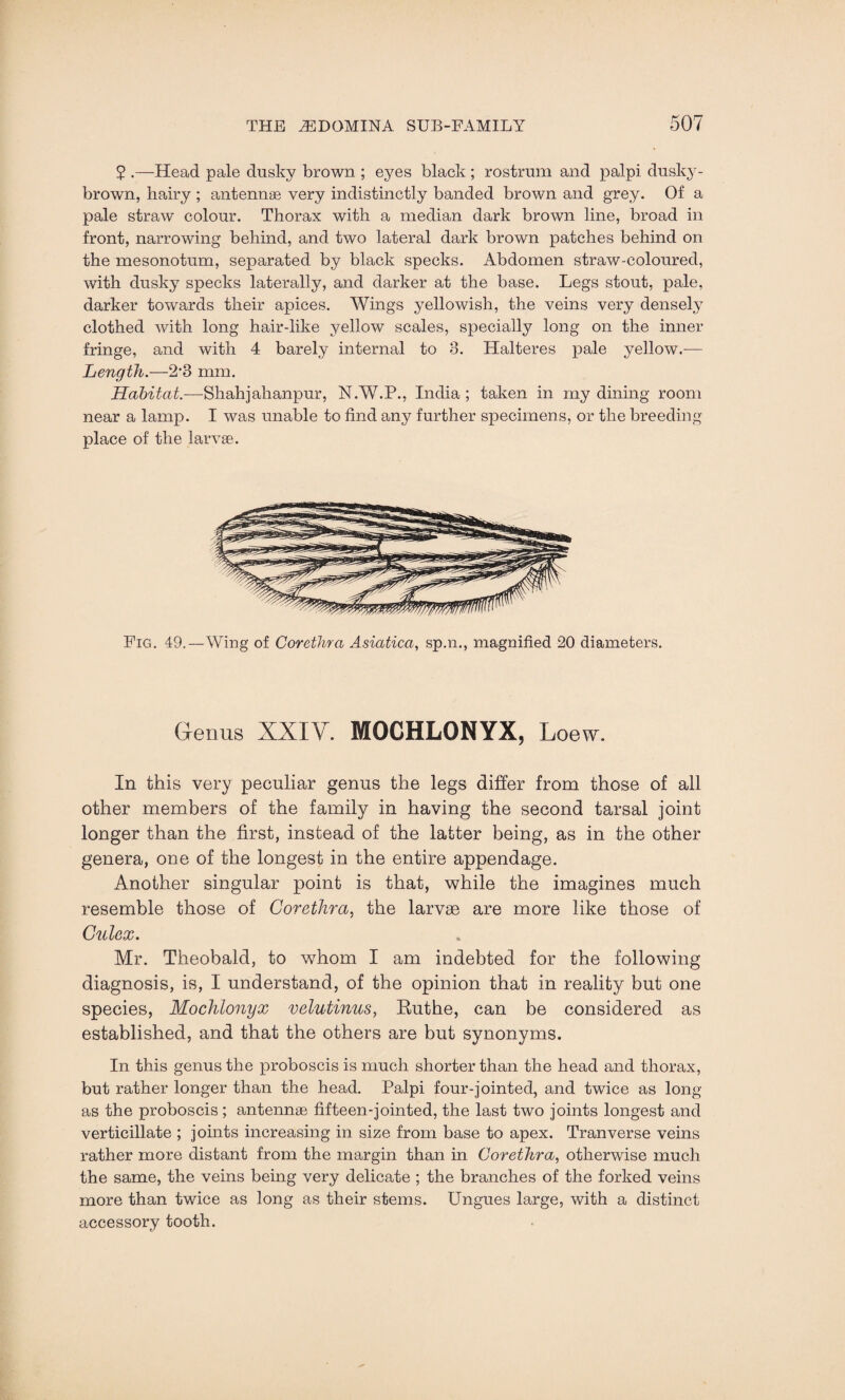 5 .—Head pale dusky brown ; eyes black ; rostrum and palpi dusky - brown, hairy ; antennae very indistinctly banded brown and grey. Of a pale straw colour. Thorax with a median dark brown line, broad in front, narrowing behind, and two lateral dark brown patches behind on the mesonotum, separated by black specks. Abdomen straw-coloured, with dusky specks laterally, and darker at the base. Legs stout, pale, darker towards their apices. Wings yellowish, the veins very densely clothed with long hair-like yellow scales, specially long on the inner fringe, and with 4 barely internal to 3. Halteres pale yellow.— Length.—2’3 mm. Habitat.—Shahjahanpur, N.W.P., India ; taken in my dining room near a lamp. I was unable to find any further specimens, or the breeding place of the larvae. Fig. 49.—Wing of Corethra Asiatica, sp.n., magnified 20 diameters. Genus XXIV. MOCHLONYX, Loew. In this very peculiar genus the legs differ from those of all other members of the family in having the second tarsal joint longer than the first, instead of the latter being, as in the other genera, one of the longest in the entire appendage. Another singular point is that, while the imagines much resemble those of Corethra, the larvae are more like those of Culex. Mr. Theobald, to whom I am indebted for the following diagnosis, is, I understand, of the opinion that in reality but one species, Mochlonyx velutinus, Ruthe, can be considered as established, and that the others are but synonyms. In this genus the proboscis is much shorter than the head and thorax, but rather longer than the head. Palpi four-jointed, and twice as long as the proboscis ; antennae fifteen-jointed, the last two joints longest and verticillate ; joints increasing in size from base to apex. Tran verse veins rather more distant from the margin than in Corethra, otherwise much the same, the veins being very delicate ; the branches of the forked veins more than twice as long as their stems. Ungues large, with a distinct accessory tooth.