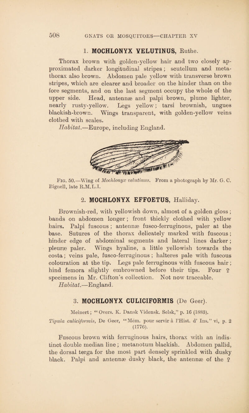 1. MOCHLONYX YELUTINUS, Ruthe. Thorax brown with golden-yellow7 hair and two closely ap¬ proximated darker longitudinal stripes; scutellum and meta¬ thorax also brown. Abdomen pale yellow with transverse brown stripes, which are clearer and broader on the hinder than on the fore segments, and on the last segment occupy the whole of the upper side. Head, antennae and palpi brown, plume lighter, nearly rusty-yellow. Legs yellow7; tarsi brownish, ungues blackish-brown. Wings transparent, with golden-yellow veins clothed with scales. Habitat.—Europe, including England. Fig. 50.—Wing of Mochlonyx velutinus. From a photograph by Mr, G. C. Bignell, late R.M.L.I. 2. MOCHLONYX EFFOETUS, Halliday. Brownish-red, with yellowish down, almost of a golden gloss; bands on abdomen longer ; front thickly clothed with yellow hairs. Palpi fuscous ; antennae fusco-ferruginous, paler at the base. Sutures of the thorax delicately marked with fuscous; hinder edge of abdominal segments and lateral lines darker ; pleurae paler. Wings hyaline, a little yellowish towards the costa; veins pale, fusco-ferruginous ; halteres pale with fuscous colouration at the tip. Legs pale ferruginous with fuscous hair; hind femora slightly embrowned before their tips. Four £ specimens in Mr. Clifton’s collection. Not now traceable. Habitat.—England. 3. MOCHLONYX CULICIFORMIS (De Geer). Meinert; “ Overs. K. Dansk Vidensk. Selsk,” p. 16 (1883). Tipula culiciformis, De Geer, “Mem. pour servir a l’Hist. d’ Ins.” vi, p. 2 (1776). Fuscous brown with ferruginous hairs, thorax with an indis¬ tinct double median line ; metanotum blackish. Abdomen pallid, the dorsal terga for the most part densely sprinkled with dusky black. Palpi and antennae dusky black, the antennae of the ?