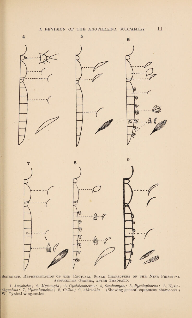 Schematic Representation of the Regional Scale Characters of the Nine Principal Anopheline Genera, after Theobald. 1 .Anopheles; 2, Myzomyia; 3, Gycloleppteron; 4, Stethomyia; 5, Pyretophorus ; 6, Nysso- rhynchus; 7, Myzorhynchus; 8,Cellia; 9, Aldrichia. (Showing general squamose characters.) W, Typical wing-scales.