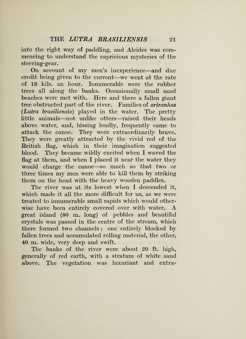 into the right way of paddling, and Alcides was com¬ mencing to understand the capricious mysteries of the steering-gear. On account of my men’s inexperience—and due credit being given to the current—we went at the rate of 13 kils. an hour. Innumerable were the rubber trees all along the banks. Occasionally small sand beaches were met with. Here and there a fallen giant tree obstructed part of the river. Families of ariranhas (.Lutra brasiliensis) played in the water. The pretty little animals—not unlike otters—raised their heads above water, and, hissing loudly, frequently came to attack the canoe. They were extraordinarily brave. They were greatly attracted by the vivid red of the British flag, which in their imagination suggested blood. They became wildly excited when I waved the flag at them, and when I placed it near the water they would charge the canoe—so much so that two or three times my men were able to kill them by striking them on the head with the heavy wooden paddles. The river was at its lowest when I descended it, which made it all the more difficult for us, as we were treated to innumerable small rapids which would other¬ wise have been entirely covered over with water. A great island (80 m. long) of pebbles and beautiful crystals was passed in the centre of the stream, which there formed two channels ; one entirely blocked by fallen trees and accumulated rolling material, the other, 40 m. wide, very deep and swift. The banks of the river were about 20 ft. high, generally of red earth, with a stratum of white sand above. The vegetation was luxuriant and extra-