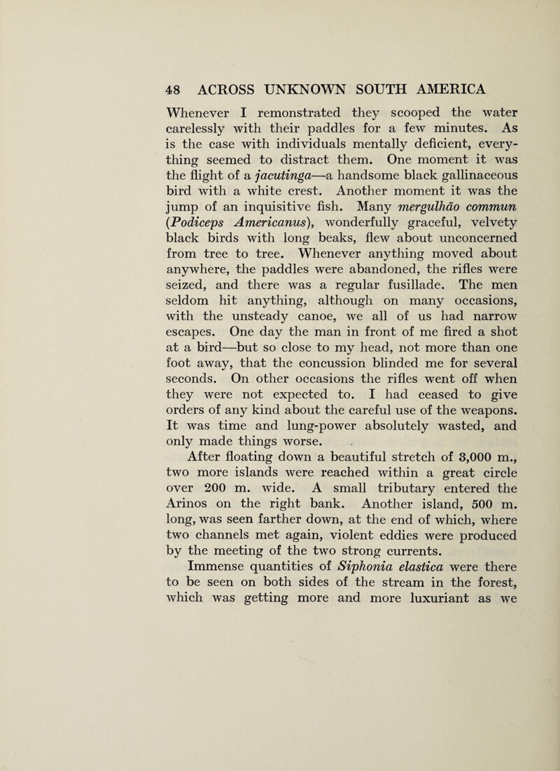 Whenever I remonstrated they scooped the water carelessly with their paddles for a few minutes. As is the case with individuals mentally deficient, every¬ thing seemed to distract them. One moment it was the flight of a jacutinga—a handsome black gallinaceous bird with a white crest. Another moment it was the jump of an inquisitive fish. Many mergulhao commun (Podiceps Americanus), wonderfully graceful, velvety black birds with long beaks, flew about unconcerned from tree to tree. Whenever anything moved about anywhere, the paddles were abandoned, the rifles were seized, and there was a regular fusillade. The men seldom hit anything, although on many occasions, with the unsteady canoe, we all of us had narrow escapes. One day the man in front of me fired a shot at a bird—but so close to my head, not more than one foot away, that the concussion blinded me for several seconds. On other occasions the rifles went off when they were not expected to. I had ceased to give orders of any kind about the careful use of the weapons. It was time and lung-power absolutely wasted, and only made things worse. After floating down a beautiful stretch of 3,000 m., two more islands were reached within a great circle over 200 m. wide. A small tributary entered the Arinos on the right bank. Another island, 500 m. long, was seen farther down, at the end of which, where two channels met again, violent eddies were produced by the meeting of the two strong currents. Immense quantities of Siphonia elastica were there to be seen on both sides of the stream in the forest, which was getting more and more luxuriant as we