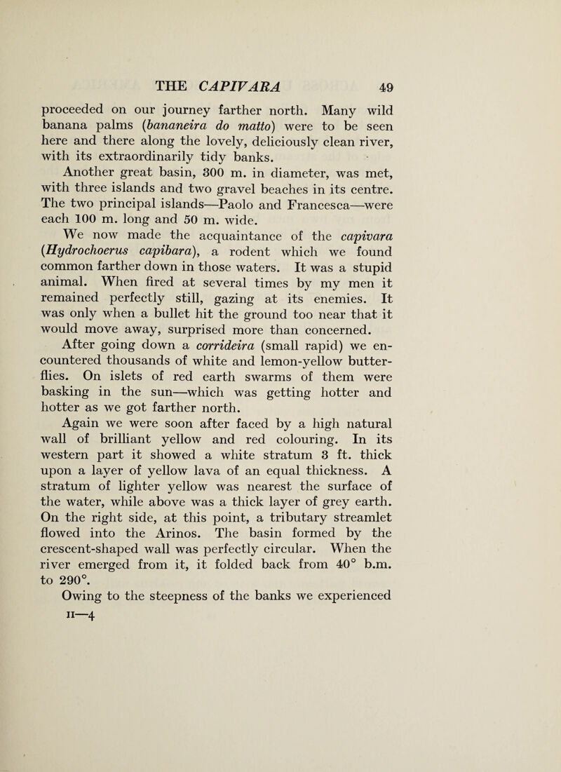proceeded on our journey farther north. Many wild banana palms (bananeira do motto) were to be seen here and there along the lovely, deliciously clean river, with its extraordinarily tidy banks. Another great basin, 300 m. in diameter, was met, with three islands and two gravel beaches in its centre. The two principal islands—Paolo and Francesca—were each 100 m. long and 50 m. wide. We now made the acquaintance of the capivara (Hydrochoerus capibara), a rodent which we found common farther down in those waters. It was a stupid animal. When fired at several times by my men it remained perfectly still, gazing at its enemies. It was only when a bullet hit the ground too near that it would move away, surprised more than concerned. After going down a corrideira (small rapid) we en¬ countered thousands of white and lemon-yellow butter¬ flies. On islets of red earth swarms of them were basking in the sun—which was getting hotter and hotter as we got farther north. Again we were soon after faced by a high natural wall of brilliant yellow and red colouring. In its western part it showed a white stratum 3 ft. thick upon a layer of yellow lava of an equal thickness. A stratum of lighter yellow was nearest the surface of the water, while above was a thick layer of grey earth. On the right side, at this point, a tributary streamlet flowed into the Arinos. The basin formed by the crescent-shaped wall was perfectly circular. When the river emerged from it, it folded back from 40° b.m. to 290°. Owing to the steepness of the banks we experienced 11 4