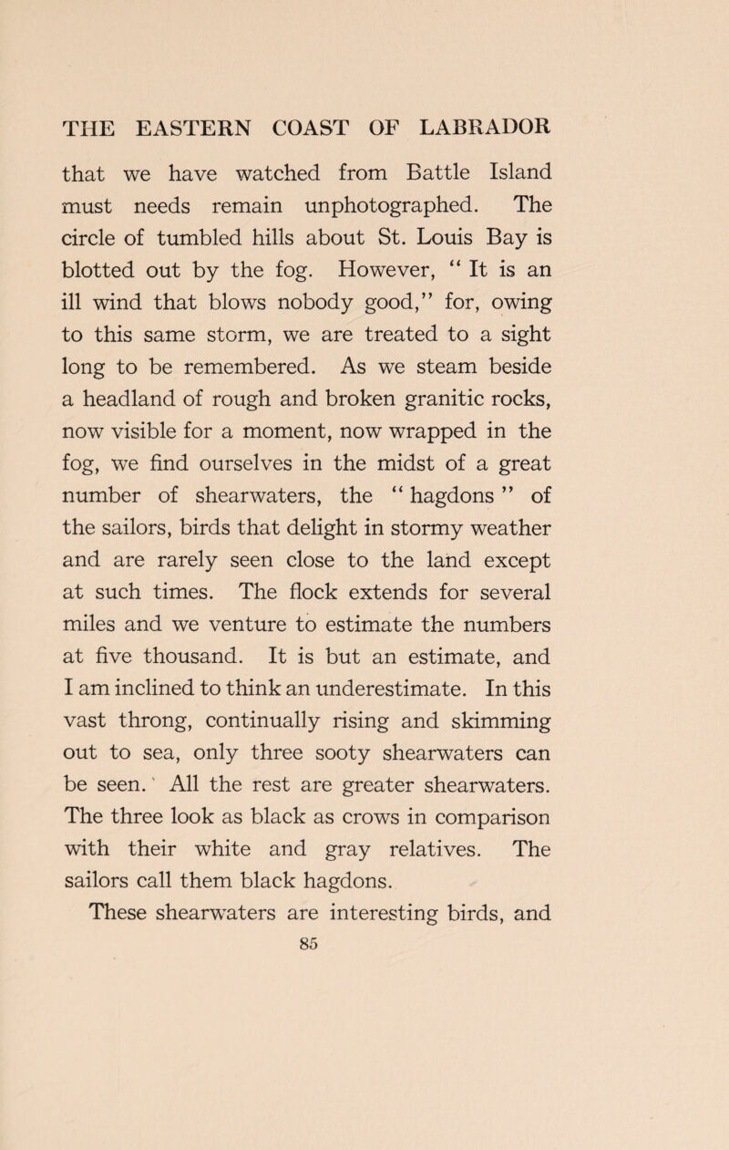 that we have watched from Battle Island must needs remain un photographed. The circle of tumbled hills about St. Louis Bay is blotted out by the fog. However, “It is an ill wind that blows nobody good,” for, owing to this same storm, we are treated to a sight long to be remembered. As we steam beside a headland of rough and broken granitic rocks, now visible for a moment, now wrapped in the fog, we find ourselves in the midst of a great number of shearwaters, the “ hagdons ” of the sailors, birds that delight in stormy weather and are rarely seen close to the land except at such times. The flock extends for several miles and we venture to estimate the numbers at five thousand. It is but an estimate, and I am inclined to think an underestimate. In this vast throng, continually rising and skimming out to sea, only three sooty shearwaters can be seen. All the rest are greater shearwaters. The three look as black as crows in comparison with their white and gray relatives. The sailors call them black hagdons. These shearwaters are interesting birds, and