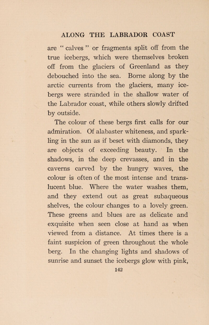 are “ calves ” or fragments split off from the true icebergs, which were themselves broken off from the glaciers of Greenland as they debouched into the sea. Borne along by the arctic currents from the glaciers, many ice¬ bergs were stranded in the shallow water of the Labrador coast, While others slowly drifted by outside. The colour of these bergs first calls for our admiration. Of alabaster whiteness, and spark¬ ling in the sun as if beset with diamonds, they are objects of exceeding beauty. In the shadows, in the deep crevasses, and in the caverns carved by the hungry waves, the colour is often of the most intense and trans¬ lucent blue. Where the water washes them, and they extend out as great subaqueous shelves, the colour changes to a lovely green. These greens and blues are as delicate and exquisite when seen close at hand as when viewed from a distance. At times there is a faint suspicion of green throughout the whole berg. In the changing lights and shadows of sunrise and sunset the icebergs glow with pink,