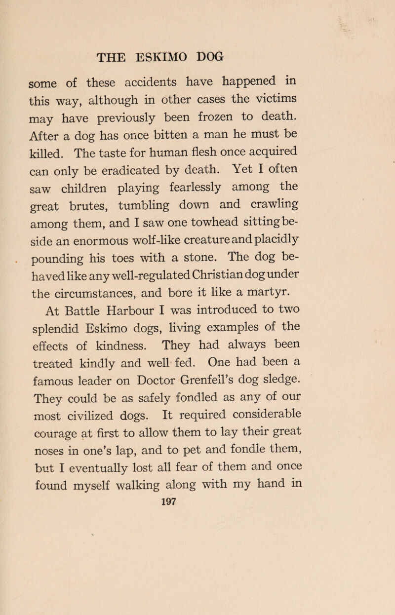 some of these accidents have happened in this way, although in other cases the victims may have previously been frozen to death. After a dog has once bitten a man he must be killed. The taste for human flesh once acquired can only be eradicated by death. Yet I often saw children playing fearlessly among the great brutes, tumbling down and crawling among them, and I saw one towhead sitting be¬ side an enormous wolf-like creature and placidly pounding his toes with a stone. The dog be¬ haved like any well-regulated Christian dog under the circumstances, and bore it like a martyr. At Battle Harbour I was introduced to two splendid Eskimo dogs, living examples of the effects of kindness. They had always been treated kindly and well fed. One had been a famous leader on Doctor Grenfell’s dog sledge. They could be as safely fondled as any of our most civilized dogs. It required considerable courage at first to allow them to lay their great noses in one’s lap, and to pet and fondle them, but I eventually lost all fear of them and once found myself walking along with my hand in