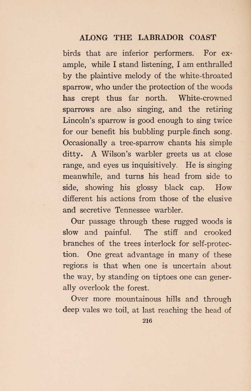 birds that are inferior performers. For ex¬ ample, while I stand listening, I am enthralled by the plaintive melody of the white-throated sparrow, who under the protection of the woods has crept thus far north. White-crowned sparrows are also singing, and the retiring Lincoln’s sparrow is good enough to sing twice for our benefit his bubbling purple-finch song. Occasionally a tree-sparrow chants his simple ditty. A Wilson’s warbler greets us at close range, and eyes us inquisitively. He is singing meanwhile, and turns his head from side to side, showing his glossy black cap. How different his actions from those of the elusive and secretive Tennessee warbler. Our passage through these rugged woods is slow and painful. The stiff and crooked branches of the trees interlock for self-protec¬ tion. One great advantage in many of these regions is that when one is uncertain about the wTay, by standing on tiptoes one can gener¬ ally overlook the forest. Over more mountainous hills and through deep vales we toil, at last reaching the head of