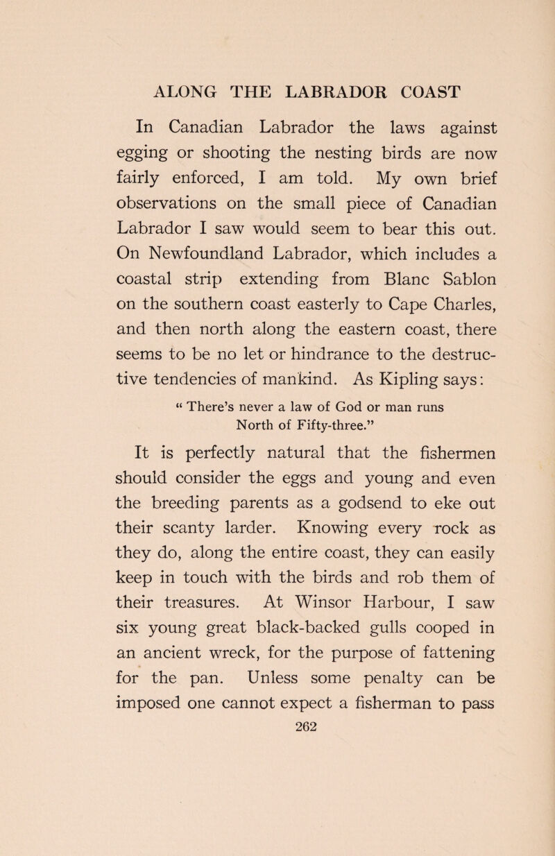 In Canadian Labrador the laws against egging or shooting the nesting birds are now fairly enforced, I am told. My own brief observations on the small piece of Canadian Labrador I saw would seem to bear this out. On Newfoundland Labrador, which includes a coastal strip extending from Blanc Sablon on the southern coast easterly to Cape Charles, and then north along the eastern coast, there seems to be no let or hindrance to the destruc¬ tive tendencies of mankind. As Kipling says: “ There’s never a law of God or man runs North of Fifty-three.” It is perfectly natural that the fishermen should consider the eggs and young and even the breeding parents as a godsend to eke out their scanty larder. Knowing every rock as they do, along the entire coast, they can easily keep in touch with the birds and rob them of their treasures. At Winsor Harbour, I saw six young great black-backed gulls cooped in an ancient wreck, for the purpose of fattening for the pan. Unless some penalty can be imposed one cannot expect a fisherman to pass