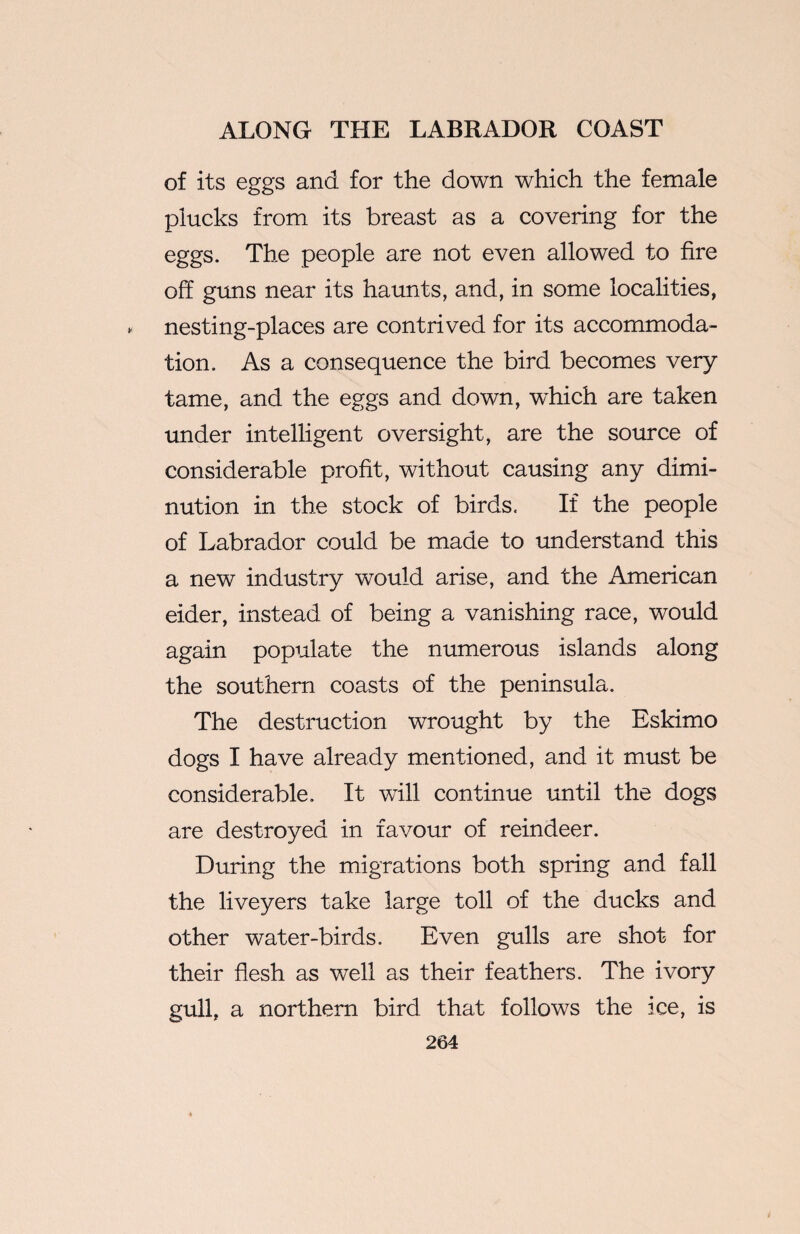 of its eggs and for the down which the female plucks from its breast as a covering for the eggs. The people are not even allowed to fire off guns near its haunts, and, in some localities, nesting-places are contrived for its accommoda¬ tion. As a consequence the bird becomes very- tame, and the eggs and down, which are taken under intelligent oversight, are the source of considerable profit, without causing any dimi¬ nution in the stock of birds. If the people of Labrador could be made to understand this a new industry would arise, and the American eider, instead of being a vanishing race, would again populate the numerous islands along the southern coasts of the peninsula. The destruction wrought by the Eskimo dogs I have already mentioned, and it must be considerable. It will continue until the dogs are destroyed in favour of reindeer. During the migrations both spring and fall the liveyers take large toll of the ducks and other water-birds. Even gulls are shot for their flesh as well as their feathers. The ivory gull, a northern bird that follows the ice, is