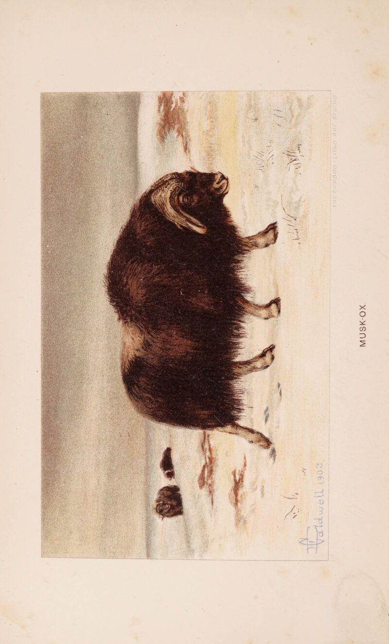 MUSK-OX