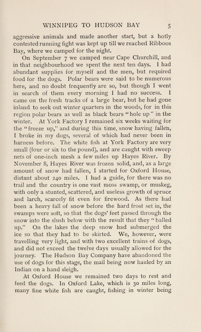 aggressive animals and made another start, but a hotly contested running fight was kept up till we reached Ribboos Bay, where we camped for the night. On September 7 we camped near Cape Churchill, and in that neighbourhood we spent the next ten days. I had abundant supplies for myself and the men, but required food for the dogs. Polar bears were said to be numerous here, and no doubt frequently are so, but though I went in search of them every morning I had no success. I came on the fresh tracks of a large bear, but he had gone inland to seek out winter quarters in the woods, for in this region polar bears as well as black bears “ hole up ” in the winter. At York Factory I remained six weeks waiting for the “ freeze up,” and during this time, snow having fallen, I broke in my dogs, several of which had never been in harness before. The white fish at York Factory are very small (four or six to the pound), and are caught with sweep nets of one-inch mesh a few miles up Hayes River. By November 8, Hayes River was frozen solid, and, as a large amount of snow had fallen, I started for Oxford House, distant about 240 miles. I had a guide, for there was no trail and the country is one vast moss swamp, or muskeg, with only a stunted, scattered, and useless growth of spruce and larch, scarcely fit even for firewood. As there had been a heavy fall of snow before the hard frost set in, the swamps were soft, so that the dogs’ feet passed through the snow into the slush below with the result that they “ balled up.” On the lakes the deep snow had submerged the ice so that they had to be skirted. We, however, were travelling very light, and with two excellent trains of dogs, and did not exceed the twelve days usually allowed for the journey. The Hudson Bay Company have abandoned the use of dogs for this stage, the mail being now hauled by an Indian on a hand sleigh. At Oxford House we remained two days to rest and feed the dogs. In Oxford Lake, which is 30 miles long, many fine white fish are caught, fishing in winter being