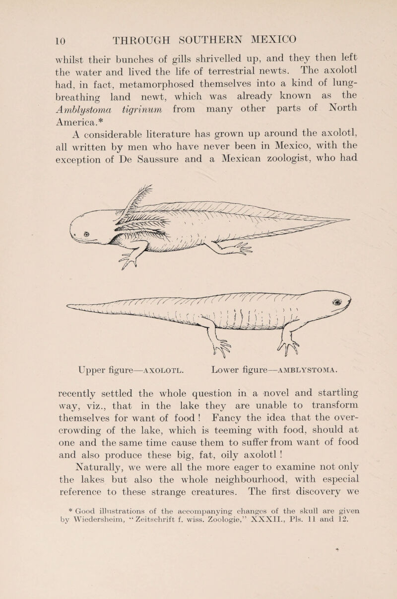 whilst their bunches of gills shrivelled up, and they then left the water and lived the life of terrestrial newts. The axolotl had, in fact, metamorphosed themselves into a kind of lung- breathing land newt, which was already known as the Amblystoma tigrinum from many other parts of Aorth America.* A considerable literature has grown up around the axolotl, all written by men who have never been in Mexico, with the exception of De Saussure and a Mexican zoologist, who had recently settled the whole question in a novel and startling way, viz., that in the lake they are unable to transform themselves for want of food ! Fancy the idea that the over¬ crowding of the lake, which is teeming with food, should at one and the same time cause them to suffer from want of food and also produce these big, fat, oily axolotl ! Naturally, we were all the more eager to examine not only the lakes but also the whole neighbourhood, with especial reference to these strange creatures. The first discovery we * Good illustrations of the accompanying changes of the skull are given by Wiedersheim, “ Zeitschrift f. wiss. Zoologie,” XXXII., Pis. 11 and 12.
