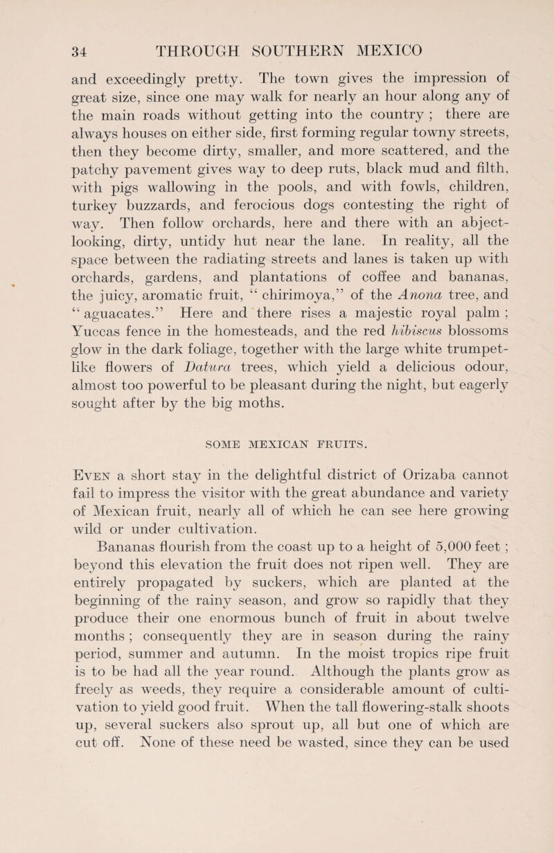 and exceedingly pretty. The town gives the impression of great size, since one may walk for nearly an hour along any of the main roads without getting into the country ; there are always houses on either side, first forming regular towny streets, then they become dirty, smaller, and more scattered, and the patchy pavement gives way to deep ruts, black mud and filth, with pigs wallowing in the pools, and with fowls, children, turkey buzzards, and ferocious dogs contesting the right of way. Then follow orchards, here and there with an abject- looking, dirty, untidy hut near the lane. In reality, all the space between the radiating streets and lanes is taken up with orchards, gardens, and plantations of coffee and bananas, the juicy, aromatic fruit, “ chirimoya,” of the Anona tree, and “ aguacates.” Here and there rises a majestic royal palm; Yuccas fence in the homesteads, and the red hibiscus blossoms glow in the dark foliage, together with the large white trumpet¬ like flowers of Datura trees, which yield a delicious odour, almost too powerful to be pleasant during the night, but eagerly sought after by the big moths. SOME MEXICAN FRUITS. Even a short stay in the delightful district of Orizaba cannot fail to impress the visitor with the great abundance and variety of Mexican fruit, nearly all of which he can see here growing wild or under cultivation. Bananas flourish from the coast up to a height of 5,000 feet ; beyond this elevation the fruit does not ripen well. They are entirely propagated by suckers, which are planted at the beginning of the rainy season, and grow so rapidly that they produce their one enormous bunch of fruit in about twelve months ; consequently they are in season during the rainy period, summer and autumn. In the moist tropics ripe fruit is to be had all the year round. Although the plants grow as freely as weeds, they require a considerable amount of culti¬ vation to yield good fruit. When the tall flowering-stalk shoots up, several suckers also sprout up, all but one of which are cut off. None of these need be wasted, since they can be used