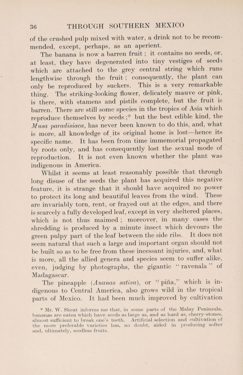 of the crushed pulp mixed with water, a drink not to be recom¬ mended, except, perhaps, as an aperient. The banana is now a barren fruit; it contains no seeds, or, at least, they have degenerated into tiny vestiges of seeds which are attached to the grey central string which runs lengthwise through the fruit ; consequently, the plant can only be reproduced by suckers. This is a very remarkable thing. The striking-looking flower, delicately mauve or pink, is there, with stamens and pistils complete, but the fruit is barren. There are still some species in the tropics of Asia which reproduce themselves by seeds ;* but the best edible kind, the Musa paradisiaca, has never been known to do this, and, what is more, all knowledge of its original home is lost—hence its specific name. It has been from time immemorial propagated by roots only, and has consequently lost the sexual mode of reproduction. It is not even known whether the plant was indigenous in America. Whilst it seems at least reasonably possible that through long disuse of the seeds the plant has acquired this negative feature, it is strange that it should have acquired no power to protect its long and beautiful leaves from the wind. These are invariably torn, rent, or frayed out at the edges, and there is scarcely a fully developed leaf, except in very sheltered places, which is not thus maimed ; moreover, in many cases the shredding is produced by a minute insect which devours the green pulpy part of the leaf between the side ribs. It does not seem natural that such a large and important organ should not be built so as to be free from these incessant injuries, and, what is more, all the allied genera and species seem to suffer alike, even, judging by photographs, the gigantic “ ravenala ” of Madagascar. The pineapple (Ananas sativa), or pina,” which is in¬ digenous to Central America, also grows wild in the tropical parts of Mexico. It had been much improved by cultivation * Mr. W. Skeat informs me that, in some parts of the Malay Peninsula, bananas are eaten which have seeds as large as, and as hard as, cherry-stones, almost sufficient to break one’s teeth. Artificial selection and cultivation of the more preferable varieties has, no doubt, aided in producing softer and, ultimately, seedless fruits.