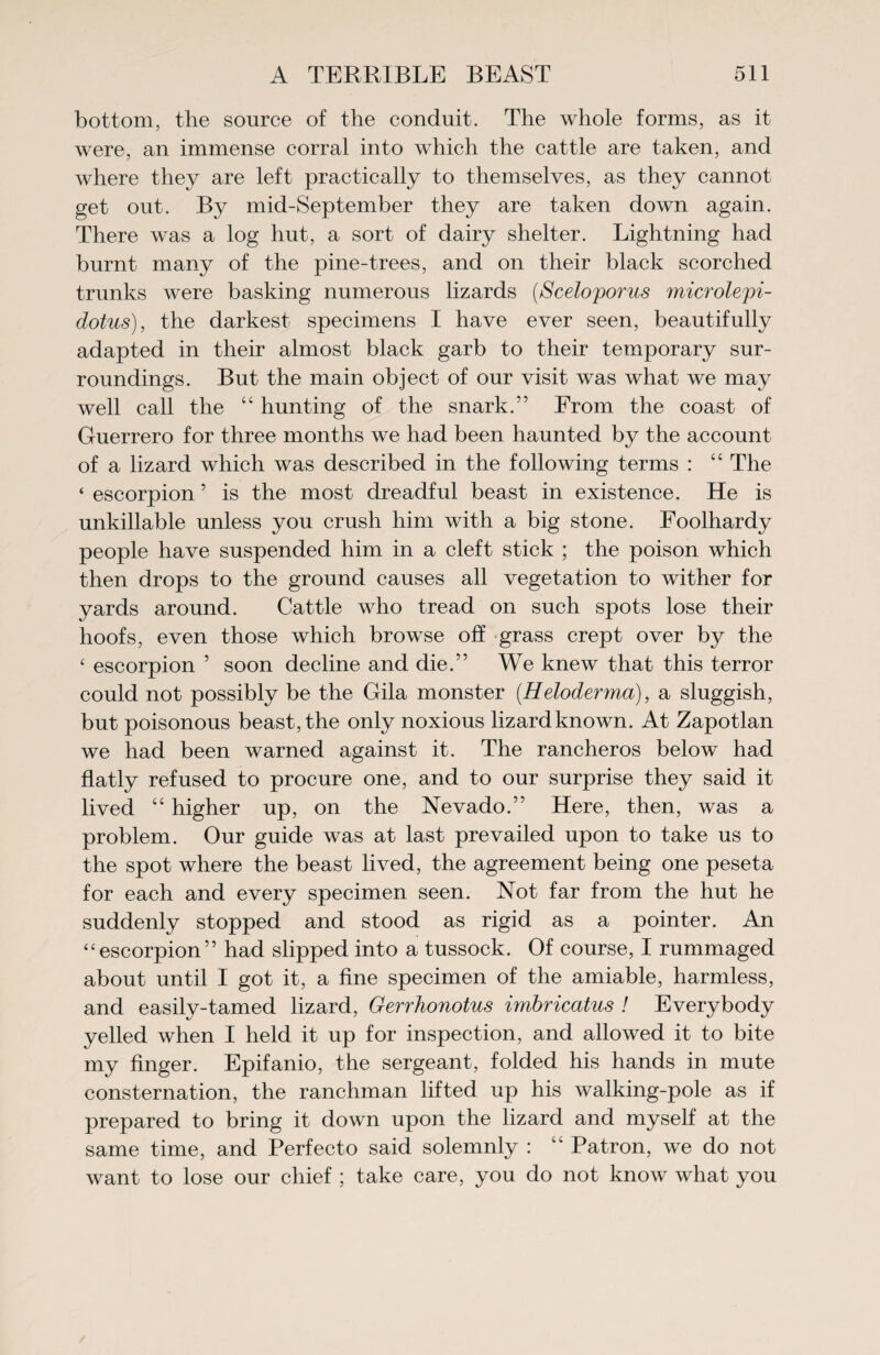 bottom, the source of the conduit. The whole forms, as it were, an immense corral into which the cattle are taken, and where they are left practically to themselves, as they cannot get out. By mid-September they are taken down again. There was a log hut, a sort of dairy shelter. Lightning had burnt many of the pine-trees, and on their black scorched trunks were basking numerous lizards (Sceloporus microle'pi- dotus), the darkest specimens I have ever seen, beautifully adapted in their almost black garb to their temporary sur¬ roundings. But the main object of our visit was what we may well call the “ hunting of the snark.” From the coast of Guerrero for three months we had been haunted by the account of a lizard which was described in the following terms : “ The ‘ escorpion5 is the most dreadful beast in existence. He is unkillable unless you crush him with a big stone. Foolhardy people have suspended him in a cleft stick ; the poison which then drops to the ground causes all vegetation to wither for yards around. Cattle who tread on such spots lose their hoofs, even those which browse oh grass crept over by the ‘ escorpion 5 soon decline and die.” We knew that this terror could not possibly be the Gila monster (Heloderma), a sluggish, but poisonous beast, the only noxious lizardknown. At Zapotlan we had been warned against it. The rancheros below had flatly refused to procure one, and to our surprise they said it lived “ higher up, on the Nevado.” Here, then, was a problem. Our guide was at last prevailed upon to take us to the spot where the beast lived, the agreement being one peseta for each and every specimen seen. Not far from the hut he suddenly stopped and stood as rigid as a pointer. An “escorpion” had slipped into a tussock. Of course, I rummaged about until I got it, a fine specimen of the amiable, harmless, and easily-tamed lizard, Gerrhonotus imbricatus ! Everybody yelled when I held it up for inspection, and allowed it to bite my finger. Epifanio, the sergeant, folded his hands in mute consternation, the ranchman lifted up his walking-pole as if prepared to bring it down upon the lizard and myself at the same time, and Perfecto said solemnly : “ Patron, we do not want to lose our chief ; take care, you do not know what you