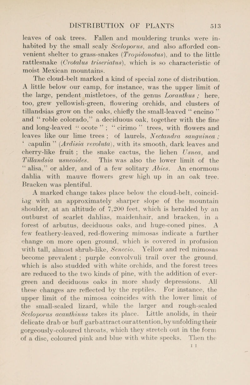 DISTRIBUTION OF PLANTS 5J 3 leaves of oak trees. Fallen and mouldering trunks were in¬ habited by the small scaly Sceloporus, and also afforded con¬ venient shelter to grass-snakes (Tropidonotus), and to the little rattlesnake (Crotalus triseriatus), which is so characteristic of moist Mexican mountains. The cloud-belt marked a kind of special zone of distribution. A little below our camp, for instance, was the upper limit of the large, pendent mistletoes, of the genus Loranthus ; here, too, grew yellowish-green, flowering orchids, and clusters of tillandsias grow on the oaks, chiefly the small-leaved “ encino ” and “ roble Colorado,” a deciduous oak, together with the fine and long-leaved £c ocote ; “ cirimo ” trees, with flowers and leaves like our lime trees ; of laurels, Nectandra sanguined ; capulin ” (Ardisia revoluta), with its smooth, dark leaves and cherry-like fruit ; the snake cactus, the lichen Usnea, and Tillandsia usneoides. This was also the lower limit of the “ alisa,” or alder, and of a few solitary Abies. An enormous dahlia with mauve flowers grew high up in an oak tree. Bracken was plentiful. A marked change takes place below the cloud-belt, coincid¬ ing with an approximately sharper slope of the mountain shoulder, at an altitude of 7,200 feet, which is heralded by an outburst of scarlet dahlias, maidenhair, and bracken, in a forest of arbutus, deciduous oaks, and huge-coned pines. A few feathery-leaved, red-flowering mimosas indicate a further change on more open ground, which is covered in profusion with tall, almost shrub-like, Senecio. Yellow and red mimosas become prevalent ; purple convolvuli trail over the ground, which is also studded with white orchids, and the forest trees are reduced to the two kinds of pine, with the addition of ever¬ green and deciduous oaks in more shady depressions. All these changes are reflected by the reptiles. For instance, the upper limit of the mimosa coincides with the lower limit of the small-scaled lizard, while the larger and rough-scaled Sceloporus acanthinus takes its place. Little anolids, in their delicate drab or buff garb attract our attention, by unfolding their gorgeously-coloured throats, which they stretch out in the form of a disc, coloured pink and blue with white specks. Then the