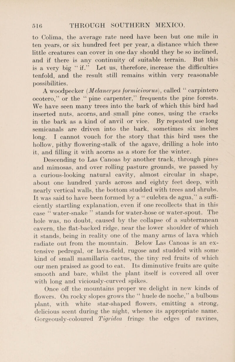 to Colima, the average rate need have been but one mile in ten years, or six hundred feet per year, a distance which these little creatures can cover in one day should they be so inclined, and if there is any continuity of suitable terrain. But this is a very big “if.” Let us, therefore, increase the difficulties tenfold, and the result still remains within very reasonable possibilities. A woodpecker (.Melanerpes formicivorus), called “ carpintero ocotero,” or the “ pine carpenter,” frequents the pine forests. We have seen many trees into the bark of which this bird had inserted nuts, acorns, and small pine cones, using the cracks in the bark as a kind of anvil or vice. By repeated use long semicanals are driven into the bark, sometimes six inches long. I cannot vouch for the story that this bird uses the hollow, pithy flowering-stalk of the agave, drilling a hole into it, and filling it with acorns as a store for the winter. Descending to Las Canoas by another track, through pines and mimosas, and over rolling pasture grounds, we passed by a curious-looking natural cavity, almost circular in shape, about one hundred yards across and eighty feet deep, with nearly vertical walls, the bottom studded with trees and shrubs. It was said to have been formed by a “ culebra de agua,” a suffi¬ ciently startling explanation, even if one recollects that in this case “ water-snake ” stands for water-hose or water-spout. The hole was, no doubt, caused by the collapse of a subterranean cavern, the flat-backed ridge, near the lower shoulder of which it stands, being in reality one of the many arms of lava which radiate out from the mountain. Below Las Canoas is an ex¬ tensive pedregal, or lava-field, rugose and studded with some kind of small mamillaria cactus, the tiny red fruits of which our men praised as good to eat. Its diminutive fruits are quite smooth and bare, whilst the plant itself is covered all over with long and viciously-curved spikes. Once off the mountains proper we delight in new kinds of flowers. On rocky slopes grows the “ huele de noche,” a bulbous plant, with white star-shaped flowers, emitting a strong, delicious scent during the night, whence its appropriate name. Gorgeously-coloured Tigridea fringe the edges of ravines,