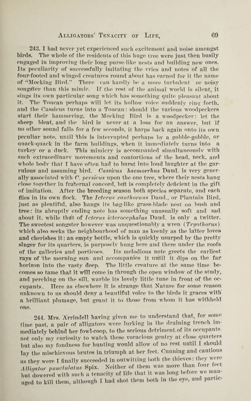 243. I had never yet experienced such excitement and noise amongst birds. The whole of the residents of this huge tree were just then busily engaged in improving their long purse-like nests and building new ones. Its peculiarity of successfully imitating the cries and notes of all the four-footed and winged creatures round about has earned for it the name of “Mocking Bird.” There can hardly lie a more turbulent or noisy songster than this mimic. If the rest of the animal world is silent, it sings its own particular song which lias something quite pleasant about it. The Toucan perhaps will let its hollow voice suddenly ring forth, and the Cassicus turns into a Toucan: should the various woodpeckers start their hammering, the Mocking Bird is a woodpecker: let the sheep bleat, and the bird is never at a loss for an answer, but if no other sound falls for a few seconds, it harps back again onto its own peculiar note, until this is interrupted perhaps by a gobble-gobble, or quack-quack in the farm buildings, when it immediately turns into a turkey or a duck. This mimicry is accompanied simultaneously with such extraordinary movements and contortions of the head, neck, and whole body that I have often had to burst into loud laughter at the gar¬ rulous and assuming bird. Cassicus Jiaemorrhus Daud. is very gener¬ ally associated with C. versions upon the one tree, where their nests hang close together in fraternal concord, bu't is completely deficient in the gift of imitation. After the breeding season both species separate, and each flies in its own flock. The Icterus xanthornns Baud., or Plantain Bird, just as plentiful, also hangs its bag-like grass-blade nest on bush and tree: its abruptly ending note has something unusually soft and sad about it, while tha't of Icterus icierocephalus Baud, is only a twitter. The sweetest songster however was unquestionably a wren (Tryothorus) which also seeks the neighbourhood of man as keenly as the latter loves and cherishes it: an empty bottle, which is quickly usurped by the pretty singer for its quarters, is purposely hung here and there under the roofs of the galleries and porticoes. Its melodious note greets the earliest rays of the morning sun and accompanies it until it dips on the far* horizon into the vasty deep. The little creature at the same time be¬ comes so tame that it will come in through the open window of the study, and perching on the sill, warble its lovely little tune in front of the oc¬ cupants. Here as elsewhere it is strange that Nature for some reason unknown to us should deny a beautiful voice to the birds it graces with' a brilliant plumage, but grant it to those from whom it has withheld one. 244. Mrs. Arrindell having given me to understand that, for some time past, a pair of alligators were lurking in the draining trench im¬ mediately behind her fowl-coop, to the serious detriment of its occupants, not only my curiosity to watch these voracious gentry at close quarters but also my fondness for hunting would allow of no rest uritil I should lay the mischievous brutes in triumph at her feet. Cunning and cautious as they were 1 finally succeeded in outwitting both the thieves: they were A Wqator punciulatus Spix. Neither of them was more than four feet but dowered with such a tenacity of life that it was long before we man¬ aged to kill them, although I had shot them both in the eye, and part ic