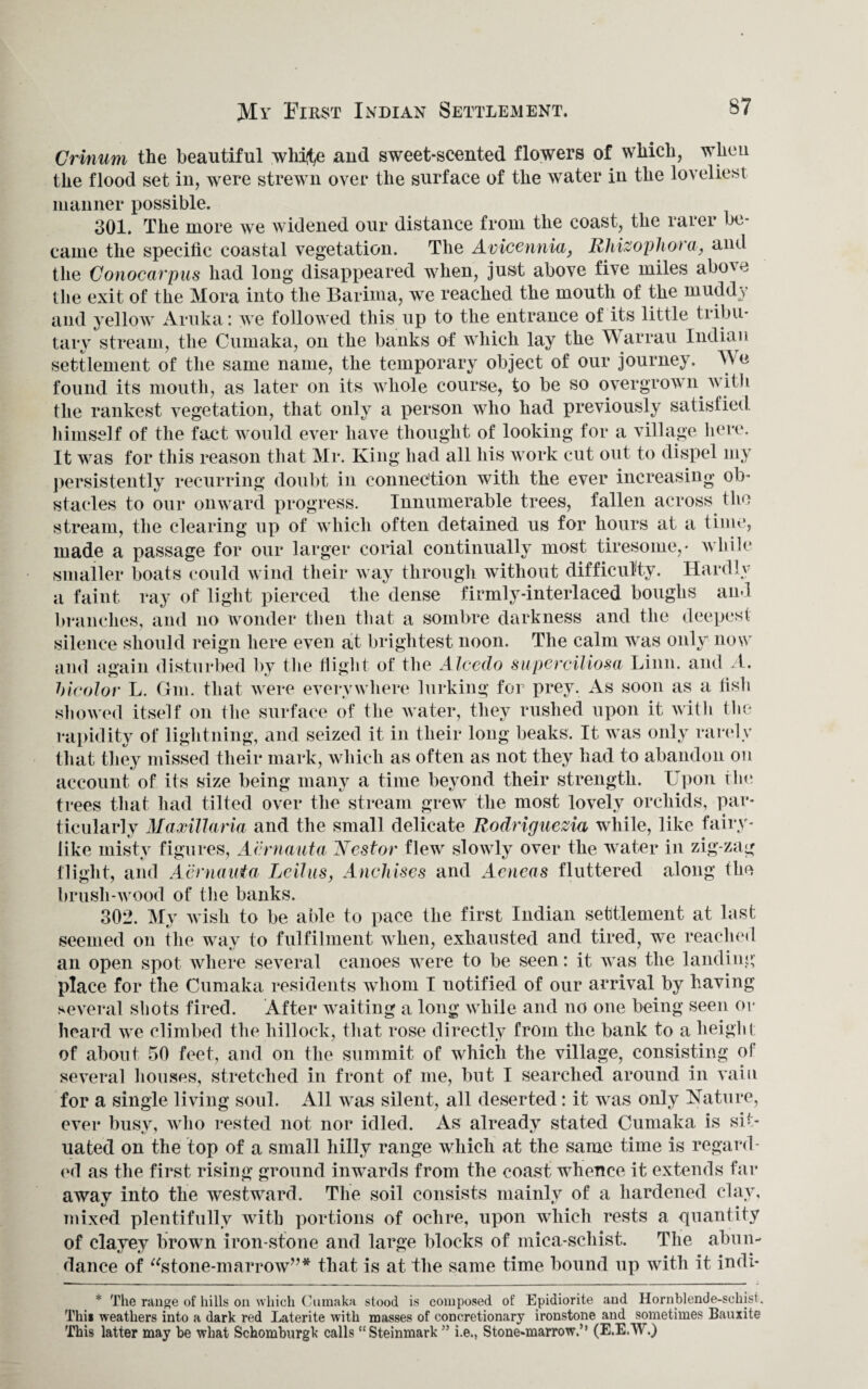 Mr First Indian Settlement. Crinum the beautiful whi^e aud sweet-scented flowers of which, when the flood set in, were strewn over the surface of the water in the loveliest manner possible. 301. The more we widened our distance from the coast, the rarer be¬ came the specific coastal vegetation. The Avicennia, Rhizophora, and the Conocarpus had long disappeared when, just above five miles above the exit of the Mora into the Barima, we reached the mouth of the muddy and yellow Aruka: we followed this up to the entrance of its little tribu¬ tary stream, the Cumaka, on the banks of which lay the Warrau Indian settlement of the same name, the temporary object of our journey. We found its mouth, as later on its whole course, to be so overgrown, with the rankest vegetation, that only a person who had previously satisfied himself of the fact would ever have thought of looking for a village here. It was for this reason that Mr. King had all his work cut out to dispel my persistently recurring doubt in connection with the ever increasing ob¬ stacles to our onward progress. Innumerable trees, fallen across the stream, the clearing up of which often detained us for hours at a time, made a passage for our larger corial continually most tiresome,* while smaller boats could wind their way through without difficulty. Hardly a faint ray of light pierced the dense firmly-interlaced boughs and branches, and no wonder then that a sombre darkness and the deepest silence should reign here even at brightest noon. The calm was only now and again disturbed by the flight of the Alcedo superciliosa Linn, and A. bicolor L. Gm. that were everywhere lurking for prey. As soon as a fish showed itself on the surface of the water, they rushed upon it with Ihe rapidity of lightning, and seized it in their long beaks. It was only randv that they missed their mark, which as often as not they had to abandon on account of its size being many a time beyond their strength. Upon the trees that had tilted over the stream grew the most lovely orchids, par¬ ticularly Maxillaria and the small delicate Rodriguezia while, like fairy¬ like misty figures, Aernauta Nestor flew slowly over the water in zig-zag flight, and Acrnauta Leilas, Andrises and Aeneas fluttered along the brush-wood of the banks. 302. My wish to be able to pace the first Indian settlement at last seemed on the way to fulfilment when, exhausted and tired, we reached an open spot where several canoes were to be seen: it was the landing place for the Cumaka residents whom I notified of our arrival by having several shots fired. After waiting a long while and no one being seen or heard we climbed the hillock, that rose directly from the bank to a height of about 50 feet, and on the summit of which the village, consisting of several houses, stretched in front of me, but I searched around in vain for a single living soul. All was silent, all deserted: it was only Nature, ever busy, who rested not nor idled. As already stated Cumaka is sit¬ uated on the top of a small hilly range which at the same time is regard¬ ed as the first rising ground inwards from the coast whence it extends far away into the westward. The soil consists mainly of a hardened clay, mixed plentifully with portions of ochre, upon which rests a quantity of clayey brown iron-stone and large blocks of mica-schist. The abun¬ dance of “stone-marrow”* that is at the same time bound up with it indi- * The range of hills on which Cumaka stood is composed of Epidiorite aud Hornblende-sckisi. This weathers into a dark red Laterite with masses of concretionary ironstone and sometimes Bauxite This latter may be what Schomburgk calls “Steinmark ” i.e., Stone-marrow.” (E.E.W.)