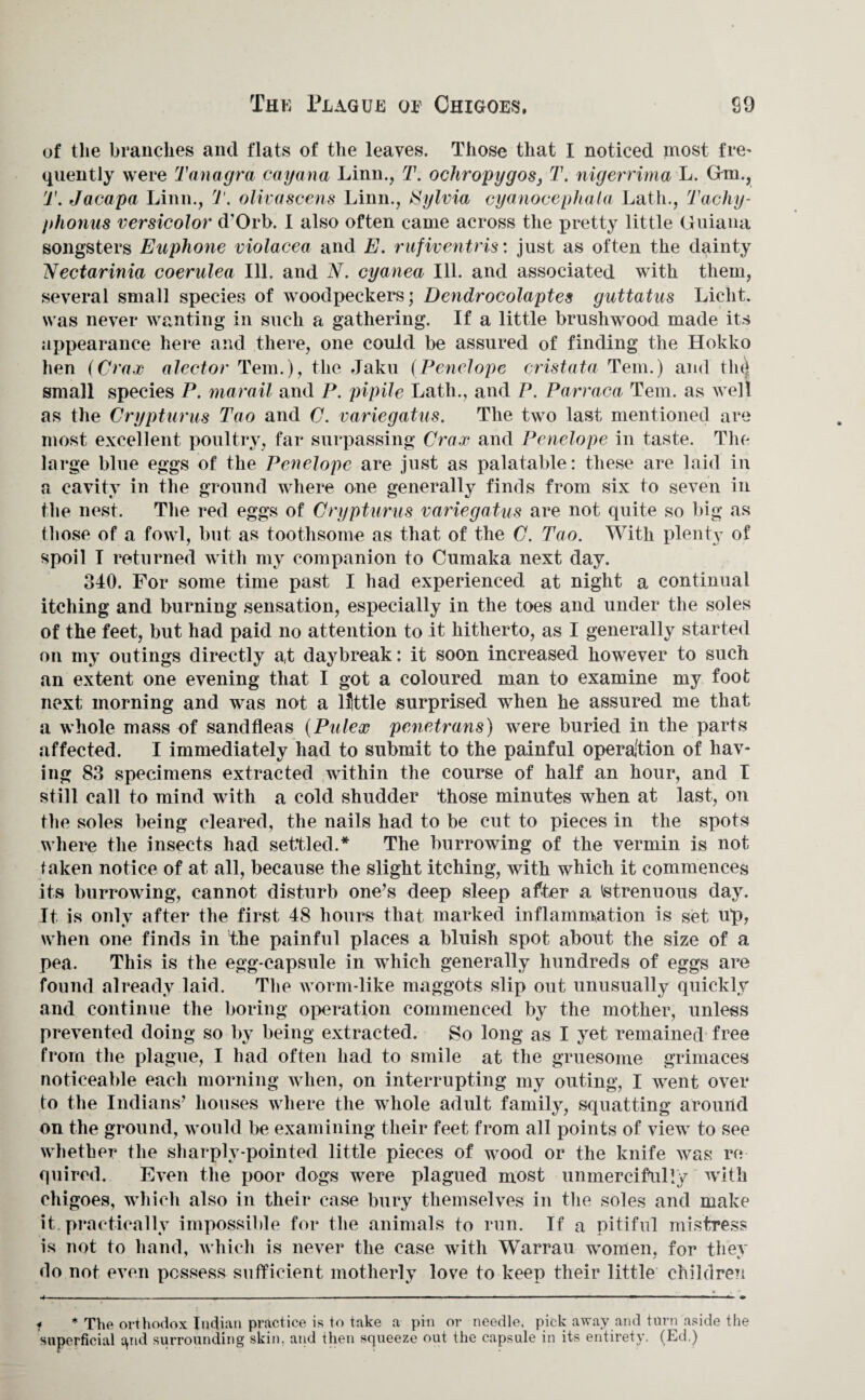 The Plague oe Chigoes, S9 of the branches and flats of the leaves. Those that I noticed most fre¬ quently were Tanagra cayana Linn., T. ocliropygos, T. nigerrima L. Gm., T. Jacapa Linn., 7'. olivascens Linn., Sylvia cyanocephala Lath., Tachy- phonus versicolor d’Orb. I also often came across the pretty little Guiana songsters Euphone violacea and E. rufiventris: just as often the dainty Nectarinia coerulea Ill. and N, cyanea Ill. and associated with them, several small species of woodpeckers; Dendrocolaptes guttatus Liclit, was never wanting in such a gathering. If a little brushwood made its appearance here and there, one could be assured of finding the Hokko hen (Crax elector Tern.), the Jaku (Penelope cristate Tern.) and tin) small species P. marail and P. pipile Lath., and P. Parraca Tern, as well as the Crypturus Tao and C. variegatus. The two last mentioned are most excellent poultry, far surpassing Crax and Penelope in taste. The large blue eggs of the Penelope are just as palatable: these are laid in a cavity in the ground where one generally finds from six to seven in the nest. The red eggs of Crypturus variegatus are not quite so big as those of a fowl, but as toothsome as that of the C. Tao. With plenty of spoil I returned with my companion to Cumaka next day. 340. For some time past I had experienced at night a continual itching and burning sensation, especially in the toes and under the soles of the feet, but had paid no attention to it hitherto, as I generally started on my outings directly at daybreak: it soon increased however to such an extent one evening that I got a coloured man to examine my foot next morning and was not a ljttle surprised when he assured me that a whole mass of sandfleas (Pulex penetrans) were buried in the parts affected. I immediately had to submit to the painful operation of hav¬ ing 83 specimens extracted within the course of half an hour, and T still call to mind with a cold shudder those minutes when at last, on the soles being cleared, the nails had to be cut to pieces in the spots where the insects had settled.* The burrowing of the vermin is not taken notice of at all, because the slight itching, with which it commences its burrowing, cannot disturb one’s deep sleep after a strenuous day. It is only after the first 48 hours that marked inflammation is set up, when one finds in the painful places a bluish spot about the size of a pea. This is the egg-capsule in which generally hundreds of eggs are found already laid. The worm-like maggots slip out unusually quickly and continue the boring operation commenced by the mother, unless prevented doing so by being extracted. So long as I yet remained free from the plague, I had often had to smile at the gruesome grimaces noticeable each morning when, on interrupting my outing, I went over to the Indians’ houses where the whole adult family, squatting around on the ground, would be examining their feet from all points of view to see whether the sharply-pointed little pieces of wood or the knife was re quired. Even the poor dogs were plagued most unmercifully with chigoes, which also in their case bury themselves in the soles and make it. practically impossible for the animals to run. If a pitiful mistress is not to hand, which is never the case with Warrau women, for they do not even possess sufficient motherly love to keep their little children f * The orthodox Indian practice is to take a pin or needle, pick away and turn aside the superficial qnd surrounding skin, and then squeeze out the capsule in its entirety. (Ed.)