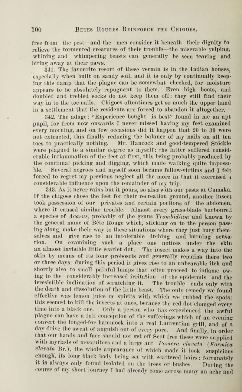 free from the pest—and the men consider it beneath their dignity to relieve the tormented creatures of their trouble—the miserable yelping, whining and whimpering beasts can generally be seen tearing and biting away at their paws. 341. The favourite resort of these vermin is in the Indian houses, especially when built on sandy soil, and it is only by continually keep¬ ing this damp that the plague can be somewhat checked, for moisture appears to be absolutely repugnant to them. Even high boots, and doubled and trebled socks do not keep them off: they still find their way in to the toe-nails. Chigoes oftentimes get so much the upper hand in a settlement that the residents are forced to abandon it altogether. 342. The adage: “Experience bought is best” found in me an apt pupil, for from now onwards I never missed having my feet examined every morning, and on few occasions did it happen that 20 to 30 were not extracted, this finally reducing the balance of my nails on all ten toes to practically nothing. Mr. Hancock and good-tempered Stoekle were plagued to a similar degree as myself: the latter suffered consid¬ erable inflammation of the feet at first, this being probably produced by the continual picking and digging, which made walking quite impossi¬ ble. Several negroes and myself soon became fellow-victims and I felt forced to regret my previous neglect all the more in that it exercised a considerable influence upon the remainder of my trip. 343. As it never rains but it pours, so also,' with our pests at Cumaka. If the chigoes chose the feet for their recreation ground, another insect took possession of our privates and certain portions of the abdomen, where it caused similar trouble. Almosit every grass-blade harboured a species of Acarus, probably of the genus Trombidium and known by the general name of Bete Rouge which, sticking on to the person pass¬ ing along, make their way to these situations where they just bury them selves and give rise to an intolerable itching and burning sensa¬ tion. On examining such a place one notices under the skin an almost invisible little scarlet dot. The insect makes a way into the skin by means of its long proboscis and generally remains there two or three days: during this period it gives rise to an unbearable itch and shortly also to small painful lumps that often proceed to inflame ow¬ ing to the considerably increased irritation of the epidermis and the irresistible inclination of scratching it. The trouble ends only with the death and dissolution of the little beast. The only remedy we found effective was lemon juice or spirits with which we rubbed the spots: tins seemed to kill the insects at once, because the red dot changed every time into a black one. Only a person who has experienced the awful plague can have a full conception of the sufferings which of an evening convert the longed-for hammock into a real Laurentian grill, and of a day drive the sweat of anguish out of every pore. And finally, in order that our hands and face should not get off Scot free these were supplied with myriads of mosquitoes and a large ant Pomera cl amt a (Formica \clavata Br.), the whole appearance of which made it look suspicious enough, its long black body being set with scattered hairs: fortunately it is always only found isolated on the trees or bushes. During the course of my shorl journey I had already come across many an ache and